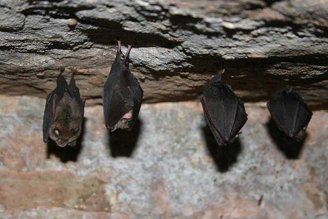bats hanging in a cave