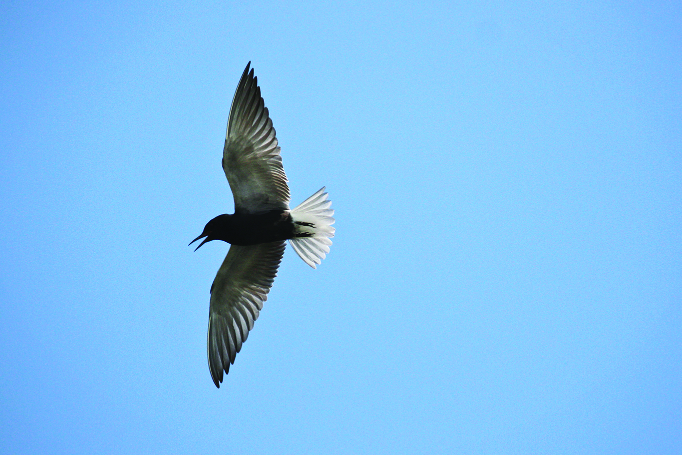 black tern