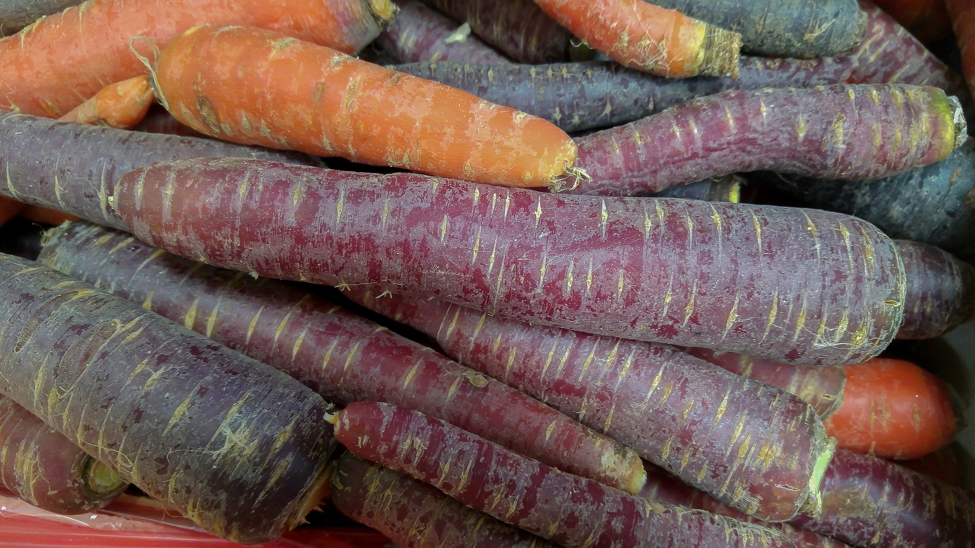 Carrots of different colors.