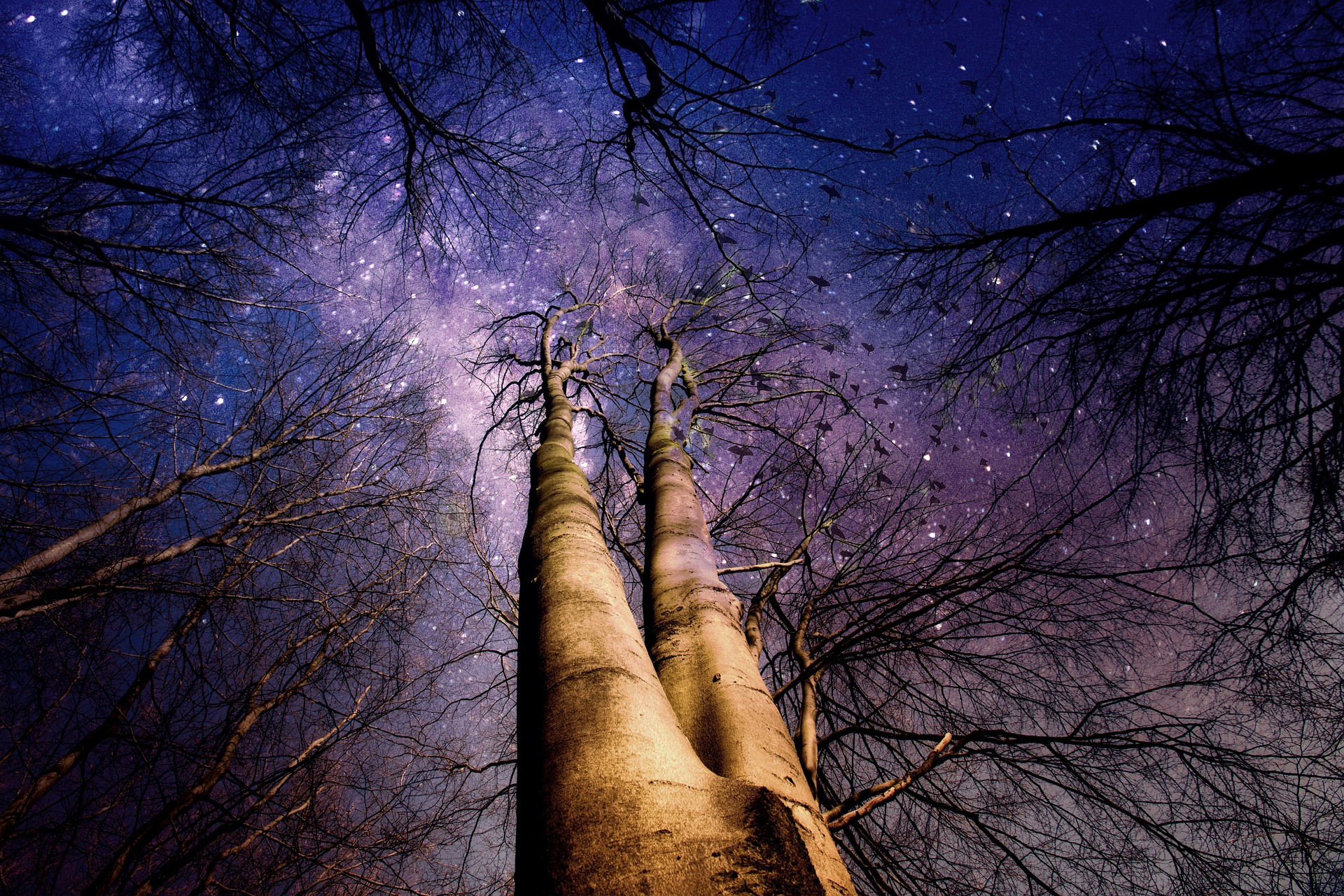 Starry night sky through trees.