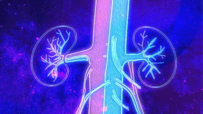 kidney illustration