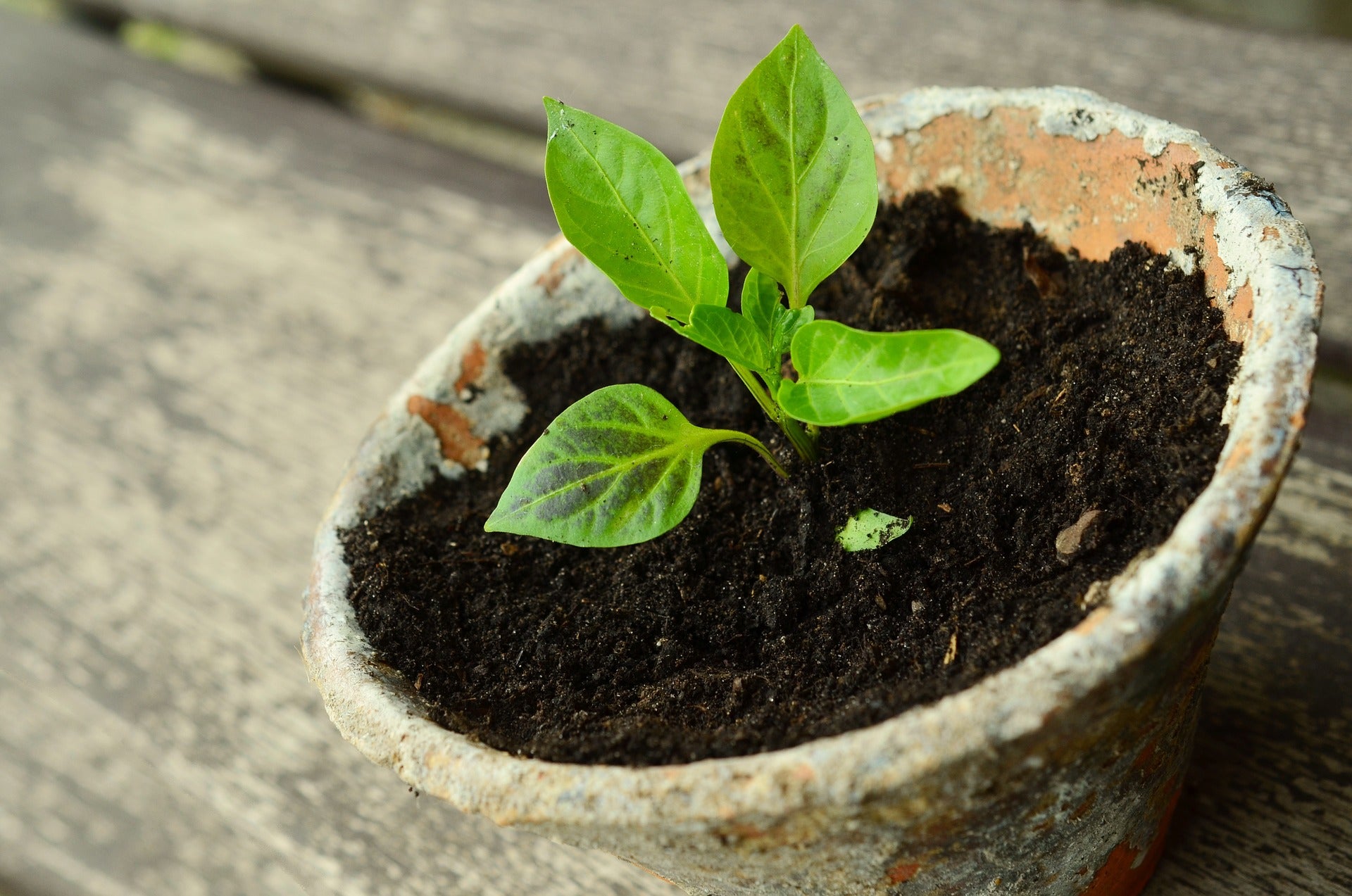 Seedling in peat pot.
