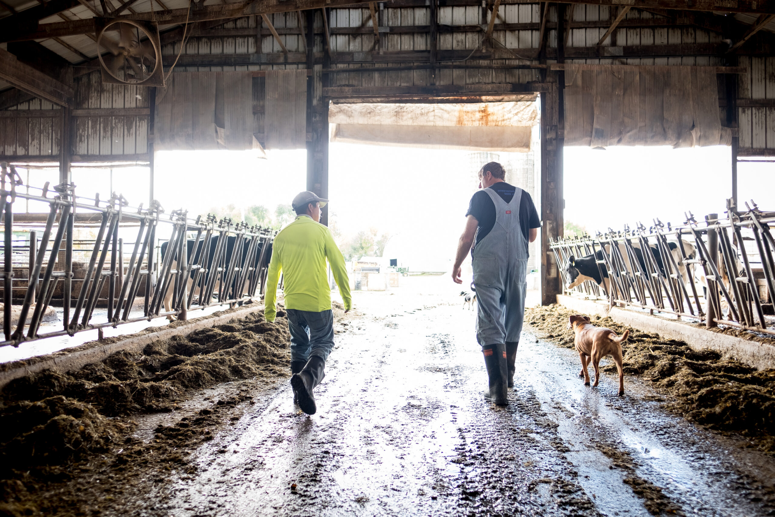 Roberto Tecpile and John Rosenow walk through the dairy barn