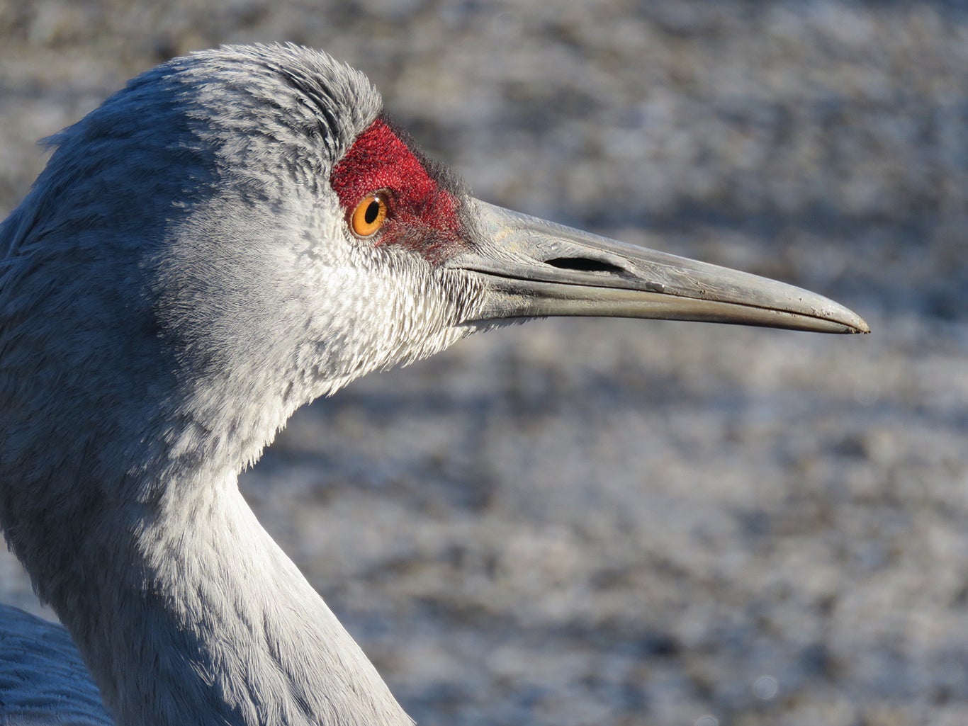 sandhill crane