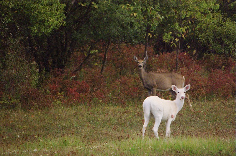 White Deer Near The Trees