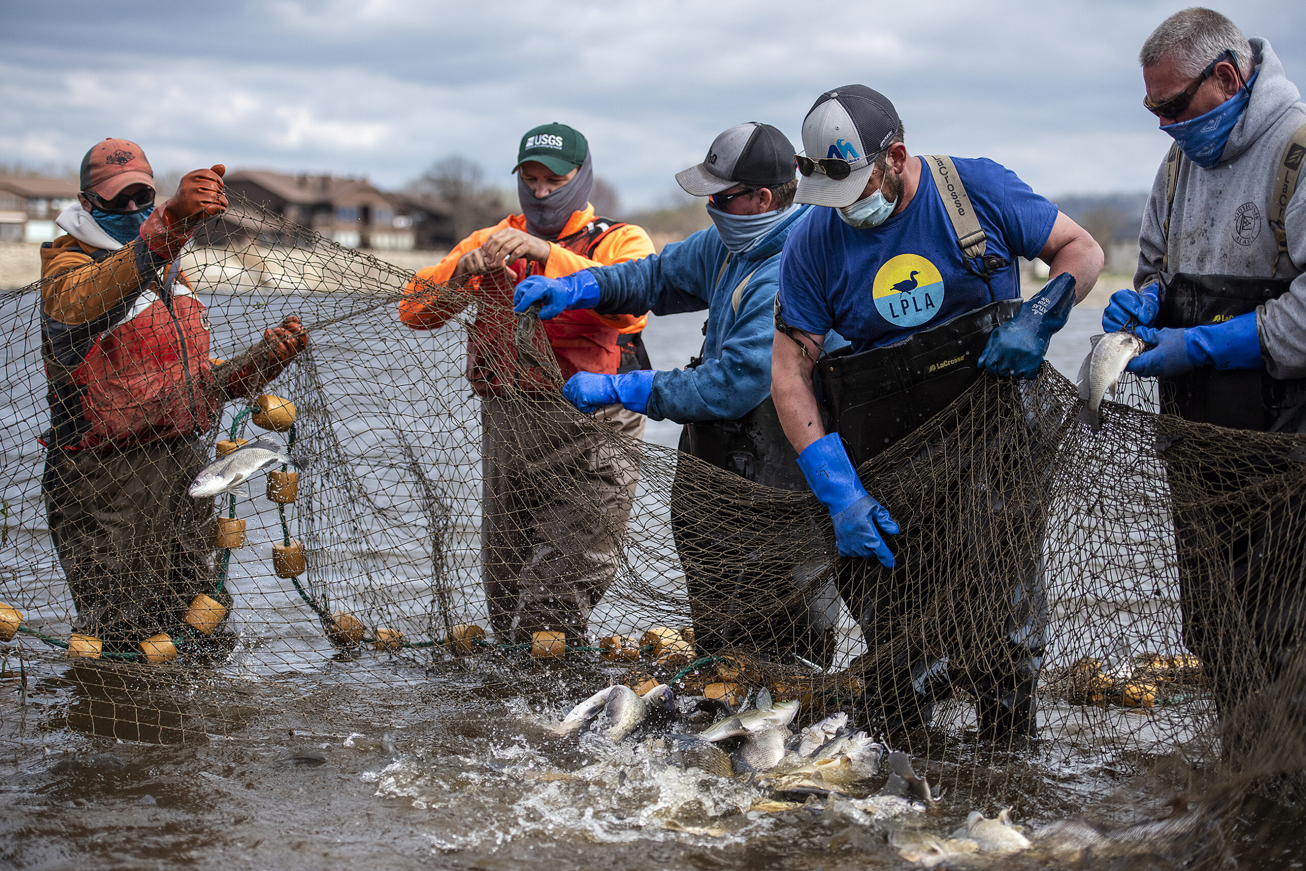 Five workers hold up a net while a mass of fish splash water as they flop around inside the net.