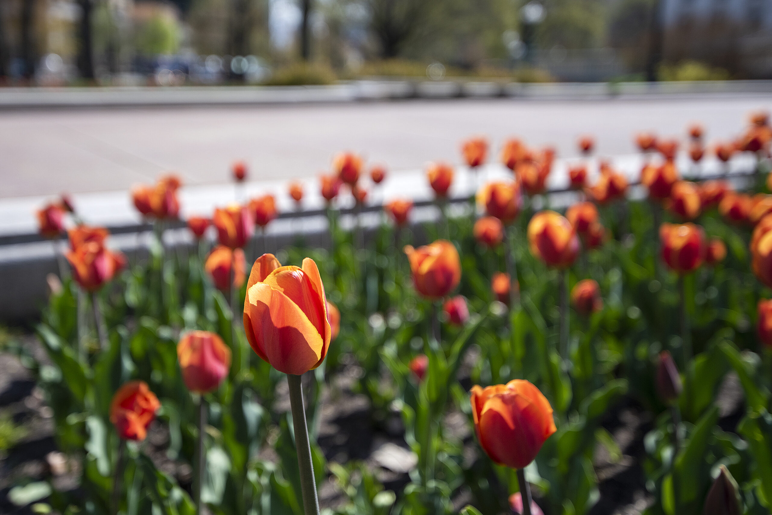 Orange tulip petals shine are slightly yellow as the sun shines through them.