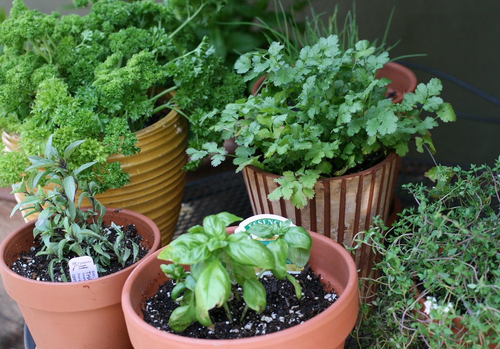potted herbs