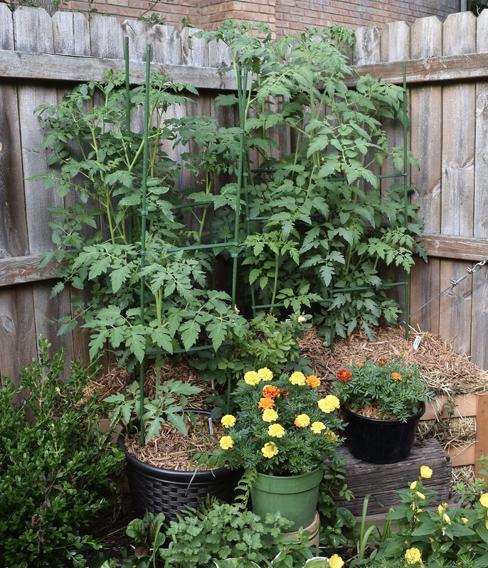 straw bale garden