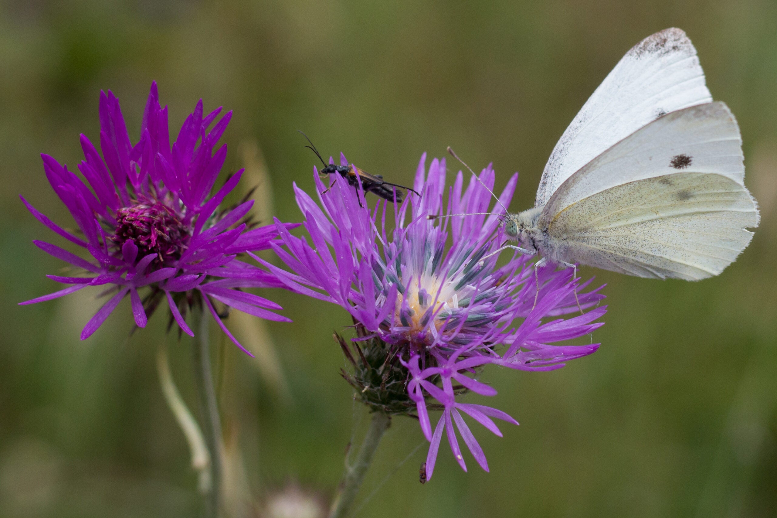 A butterfly rests on a flower