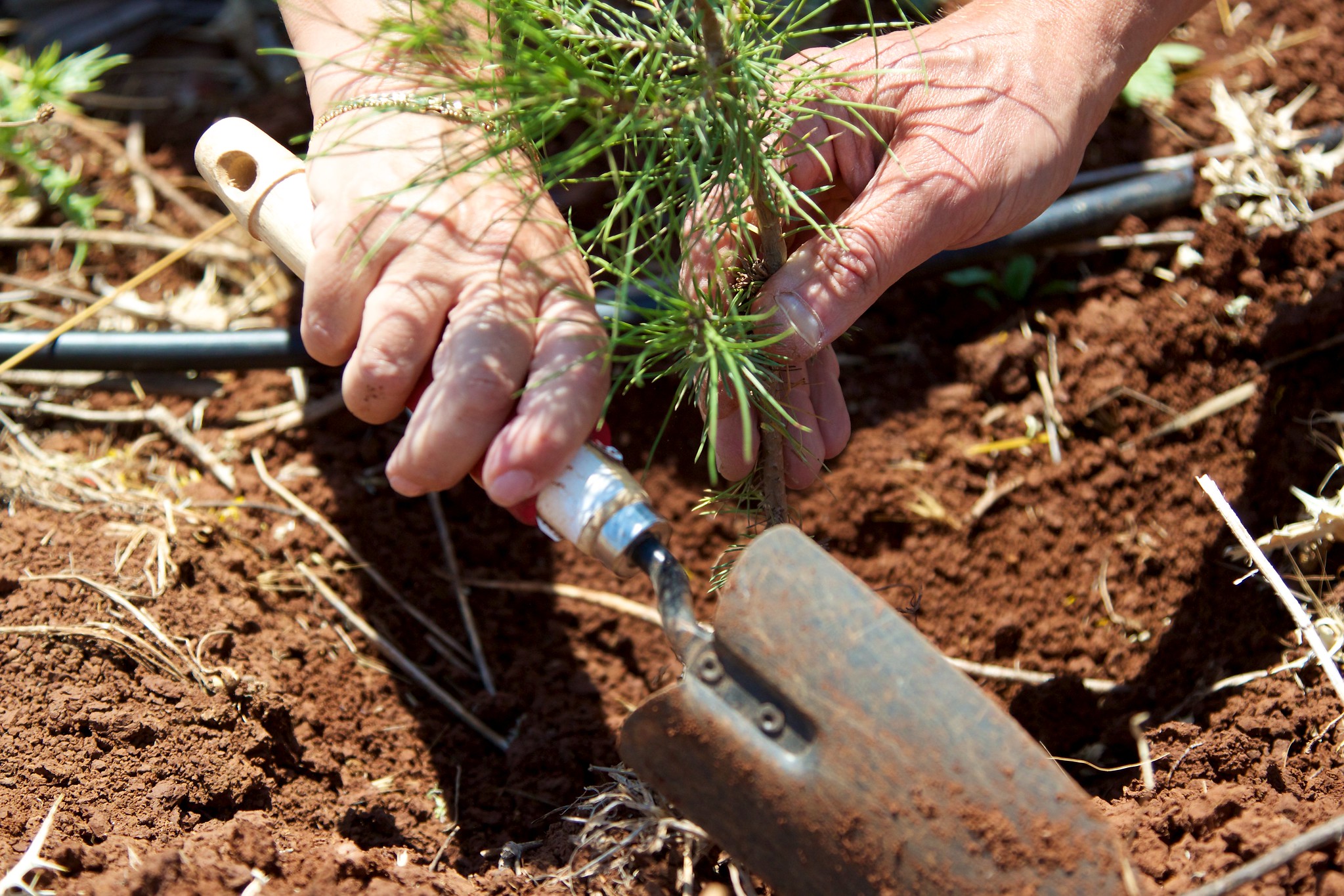 Planting a small pine seedling.
