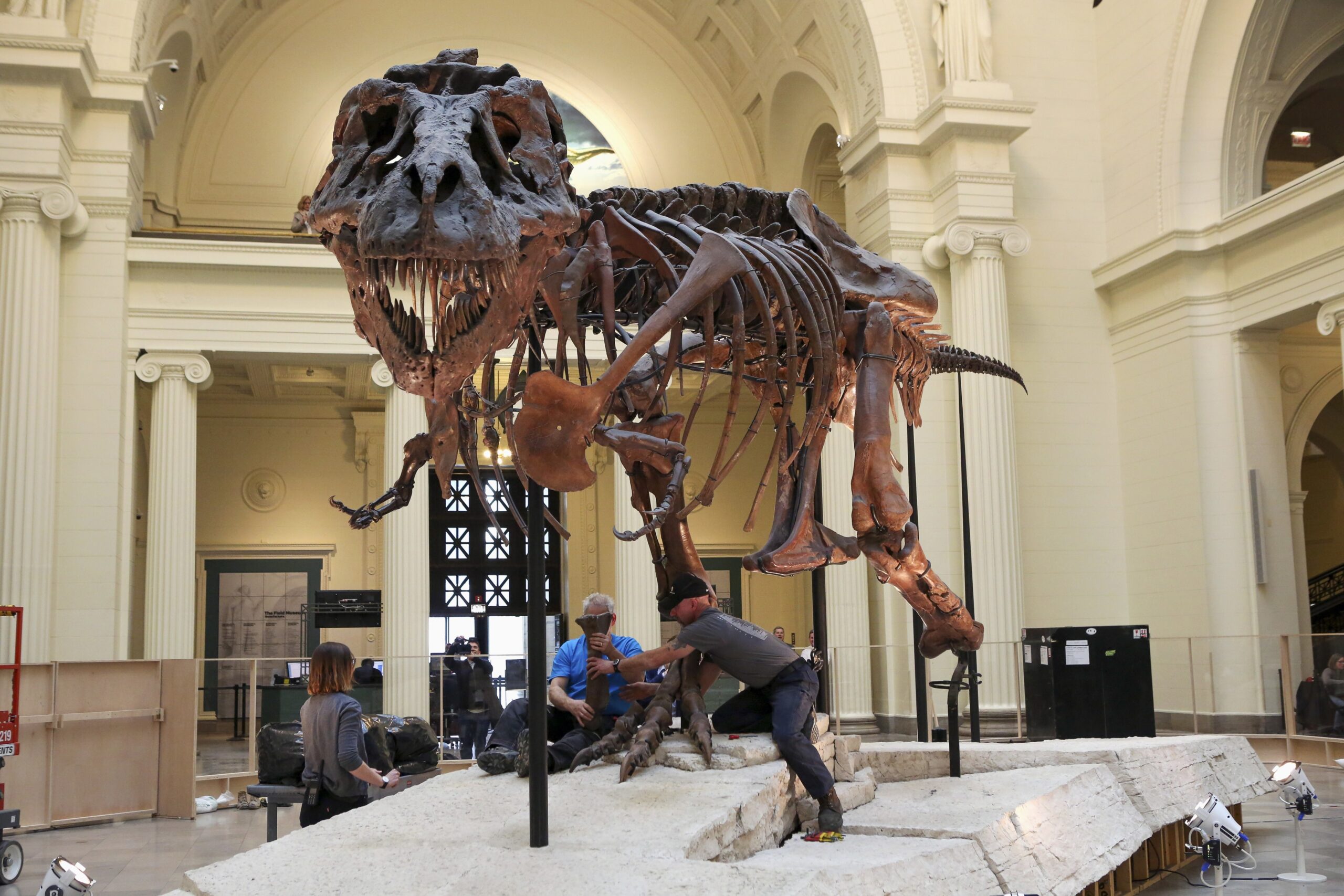 Sue, the famous T-Rex skeleton in Chicago