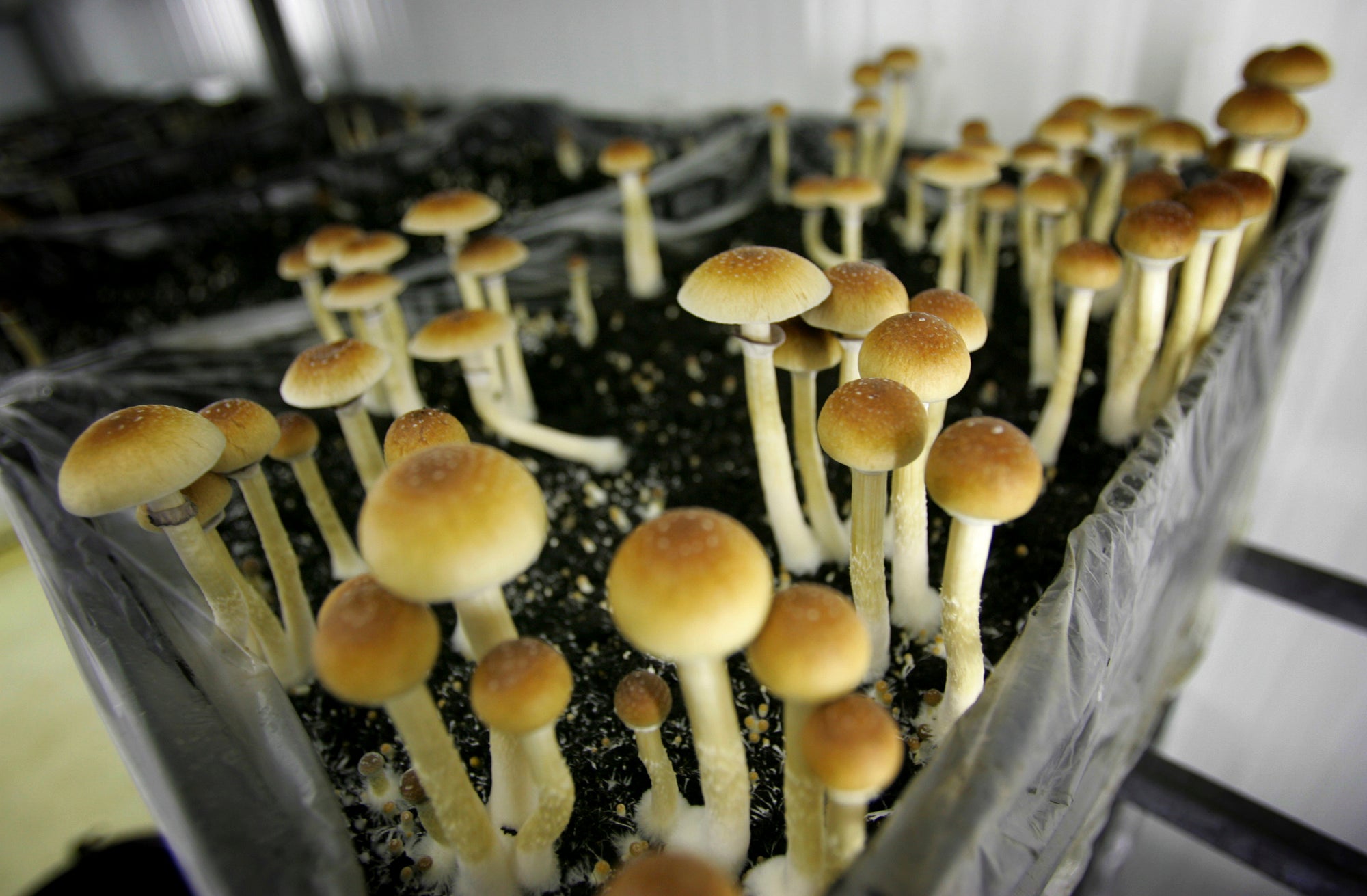 Psilocybin mushrooms are seen in a grow room