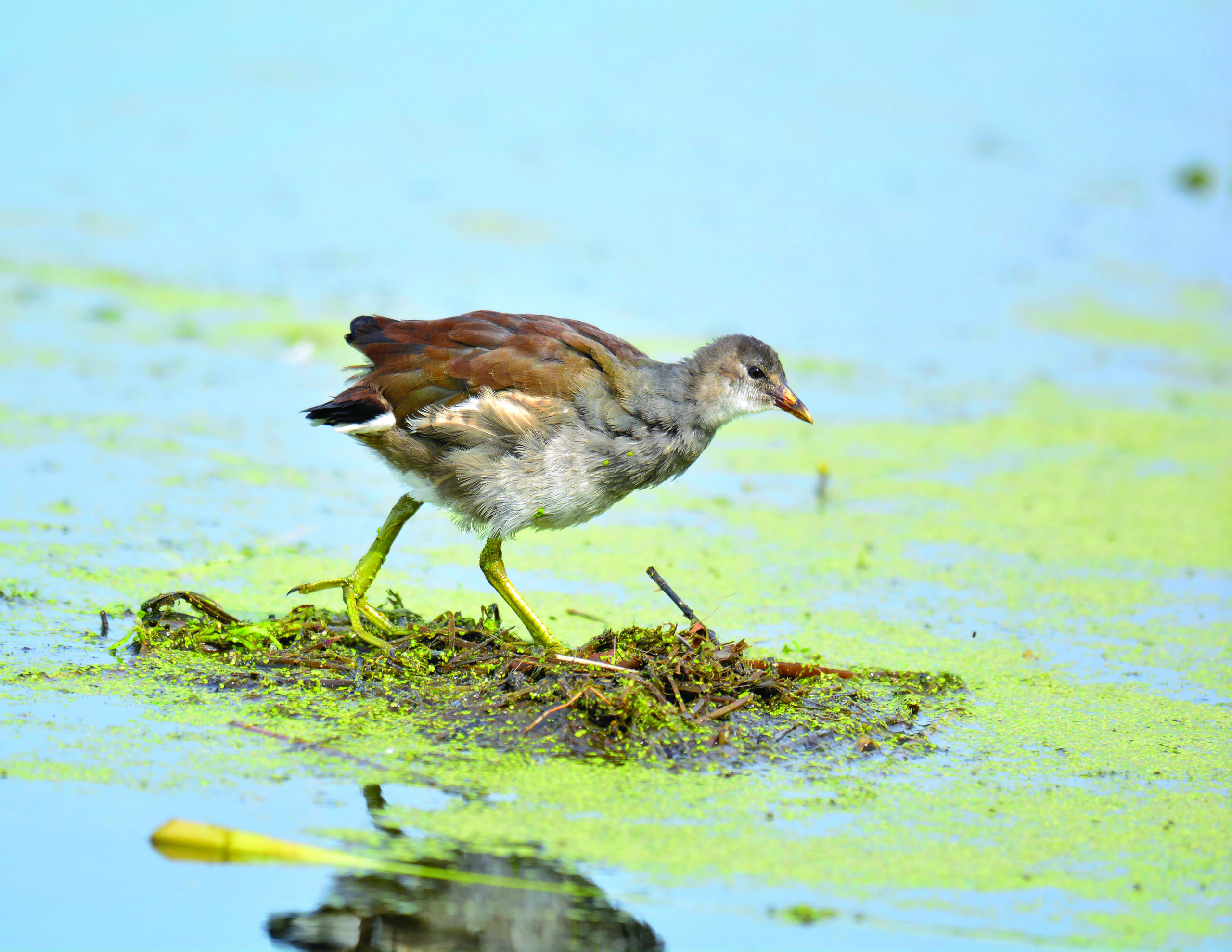 Common Gallinule on the Great Lakes