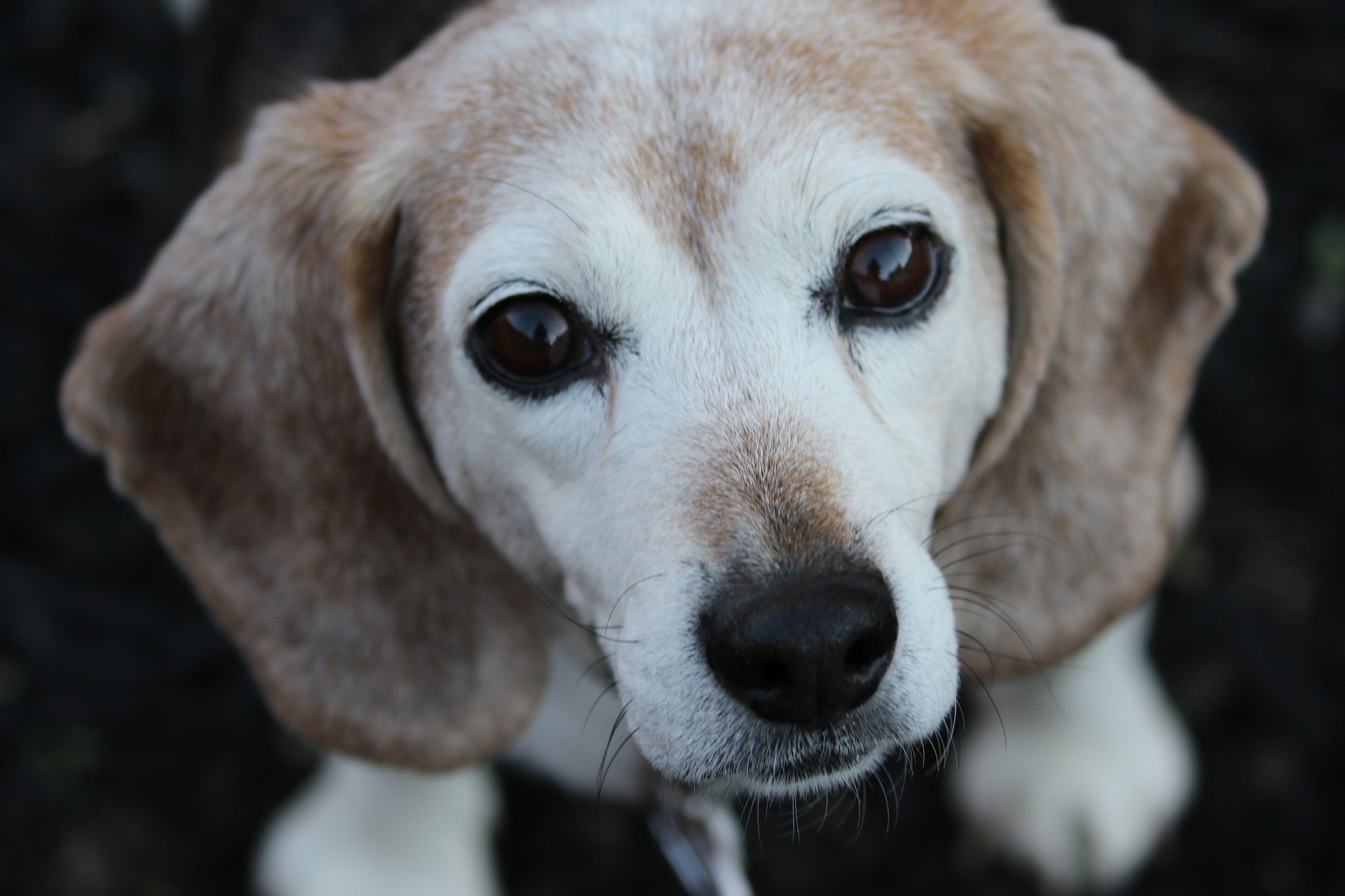 Older beagle looking at camera.