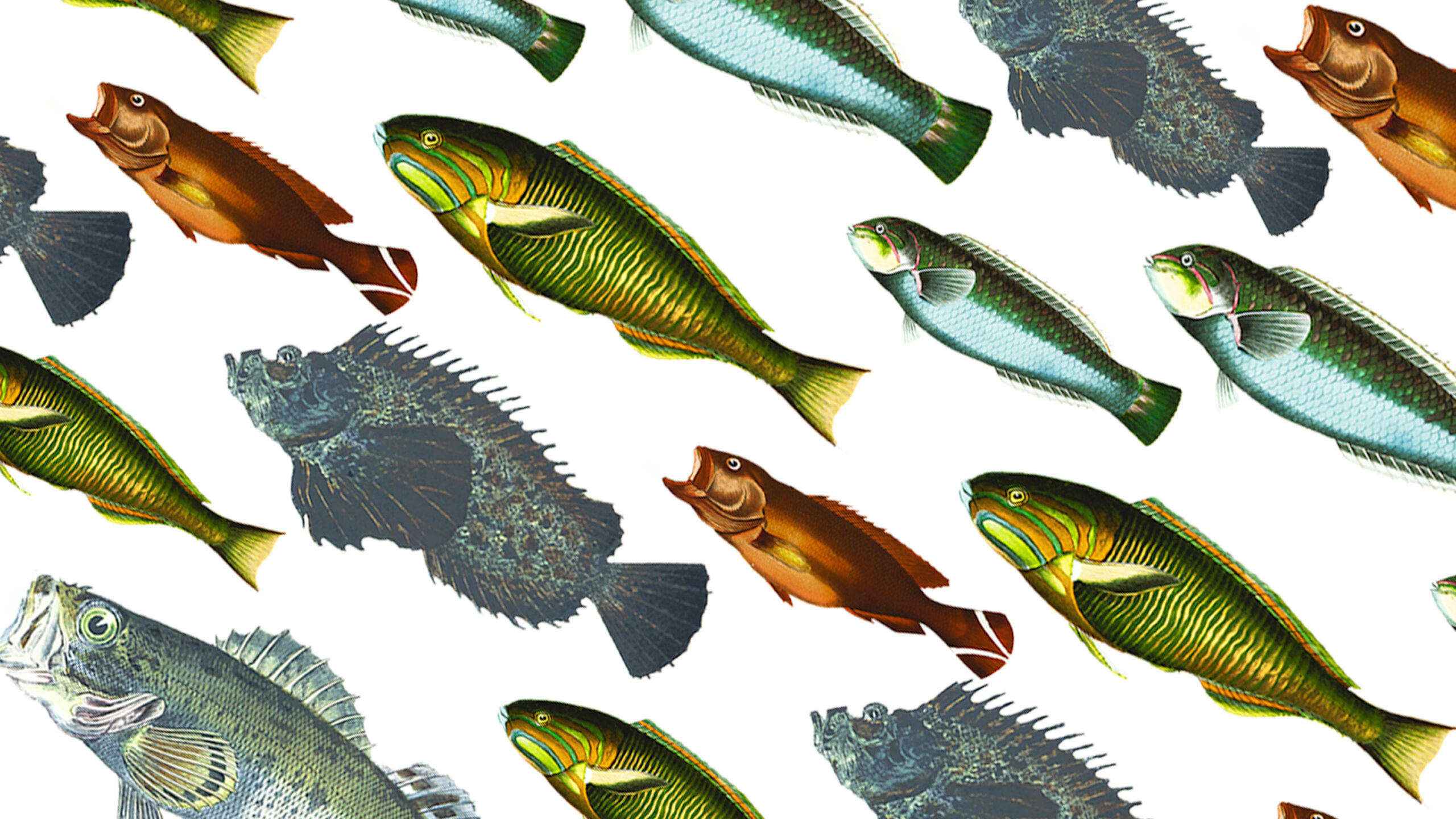 We Call Them Fish. Evolution Says They’re Something Else.