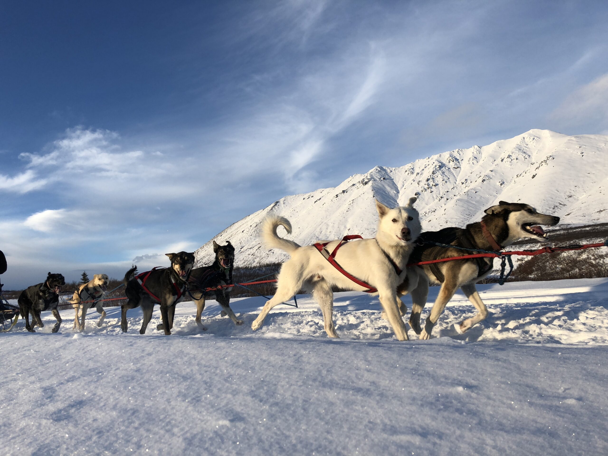 Blair Braverman's dog team runs in the snow near a mountain