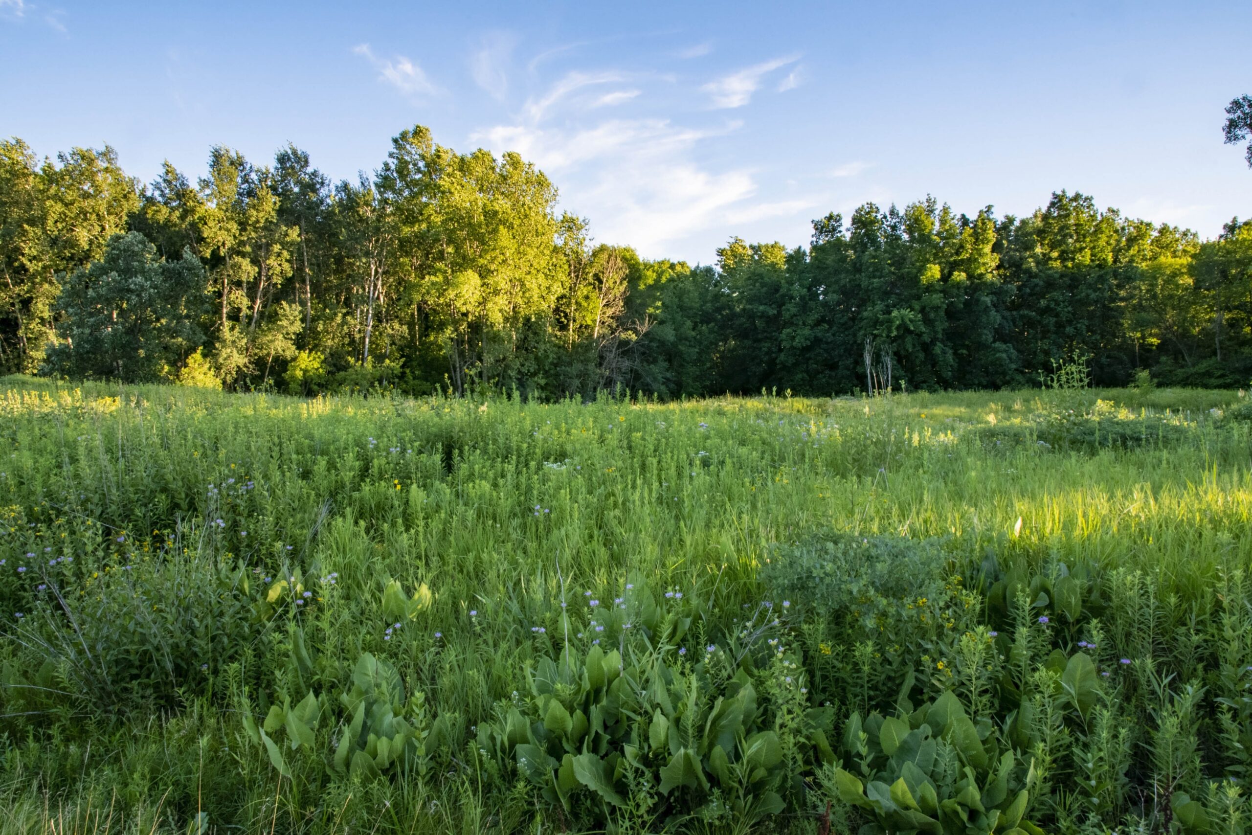 The Keith White Prairie is located on the University of Wisconsin-Green Bay campus in the Cofrin Memorial Arboretum