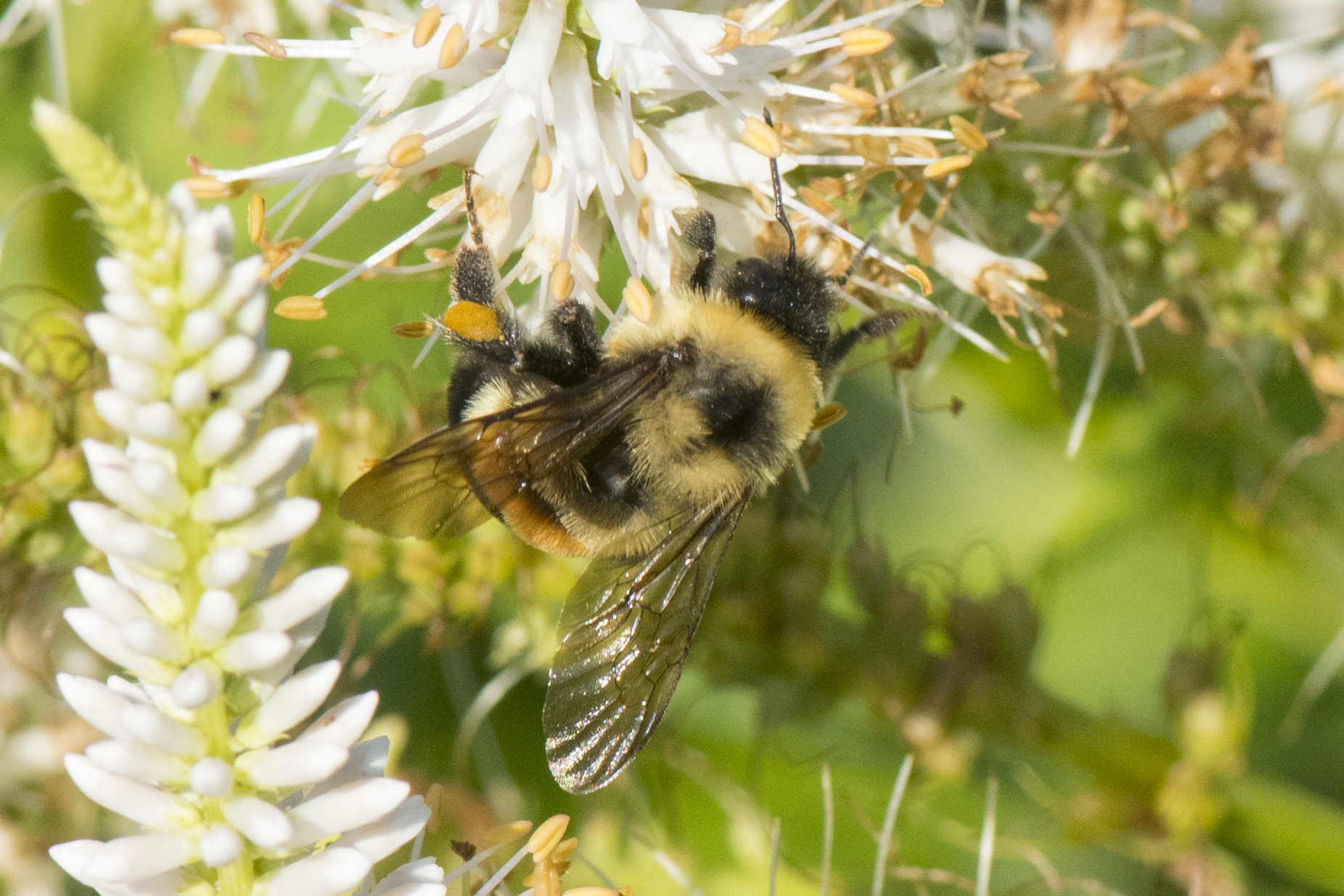 The rusty patched bumble bee, a federally endangered species, is one of 12 bumble bee species found on the UW-Green Bay campus