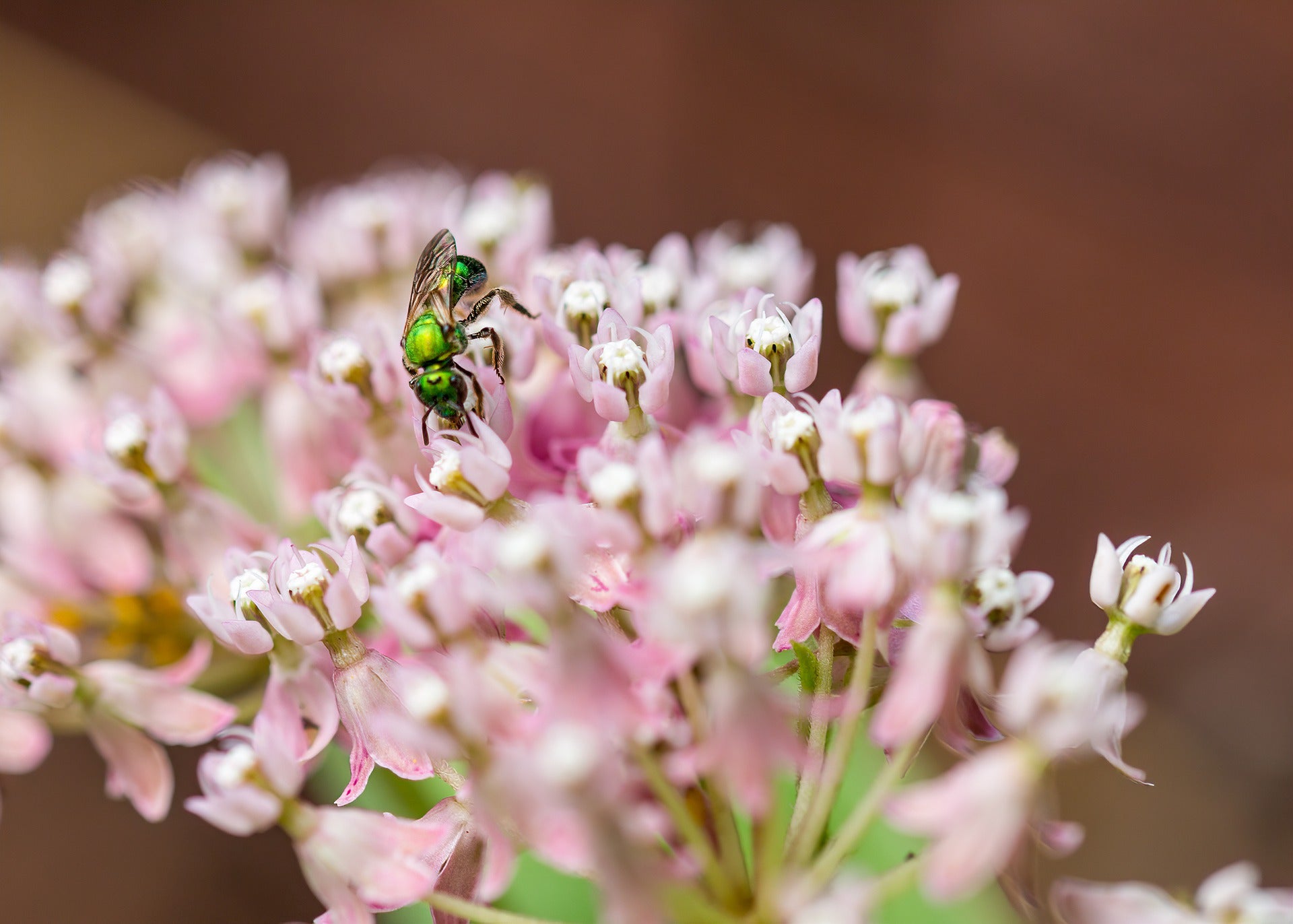 Sweat bee on flower.