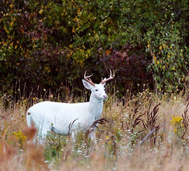 White Buck