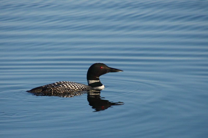 Icy Conditions Caused Loons To Fall From Sky. After Being Rehabbed, They’re Back In The Wild.