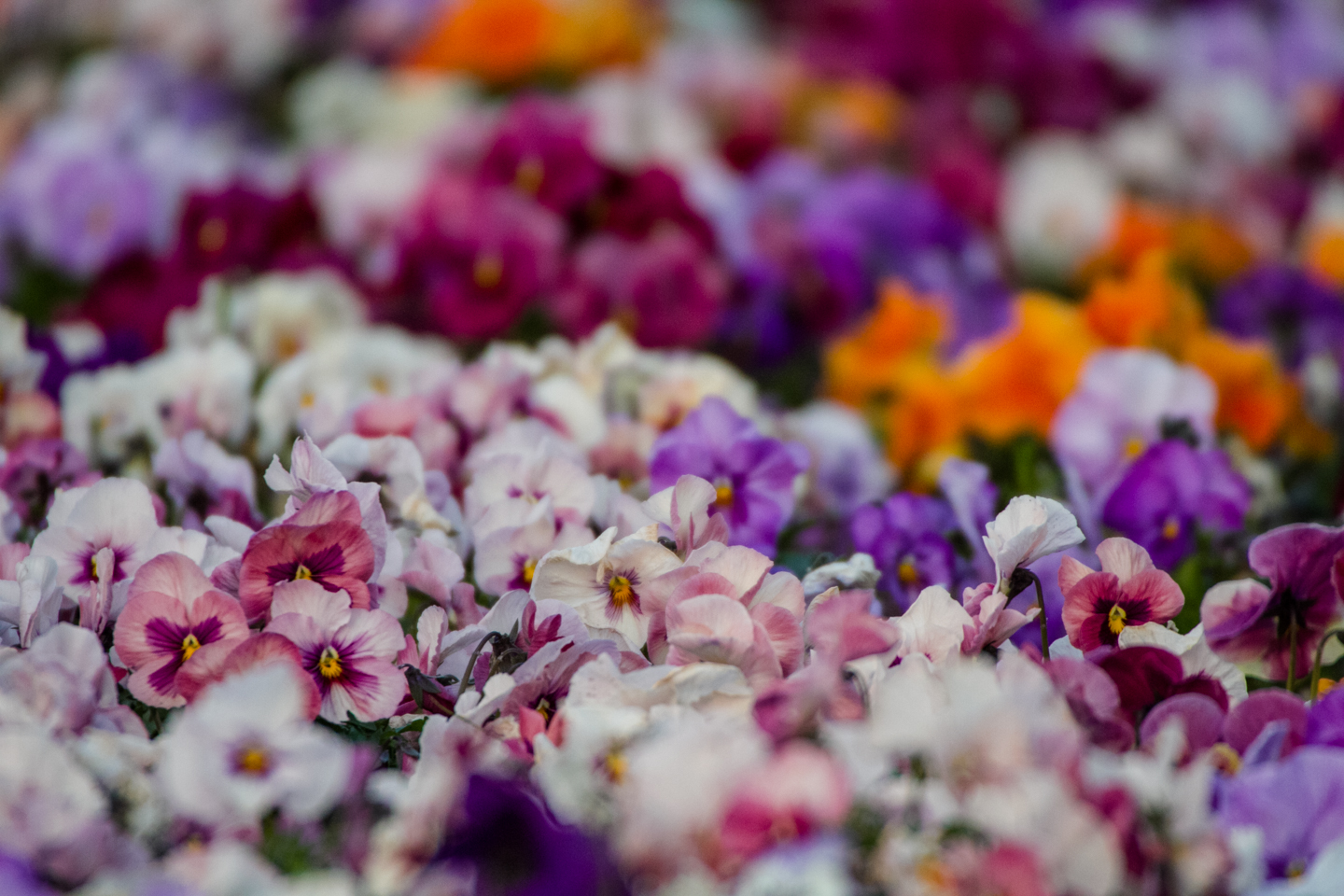 White, pink, purple and orange pansies.