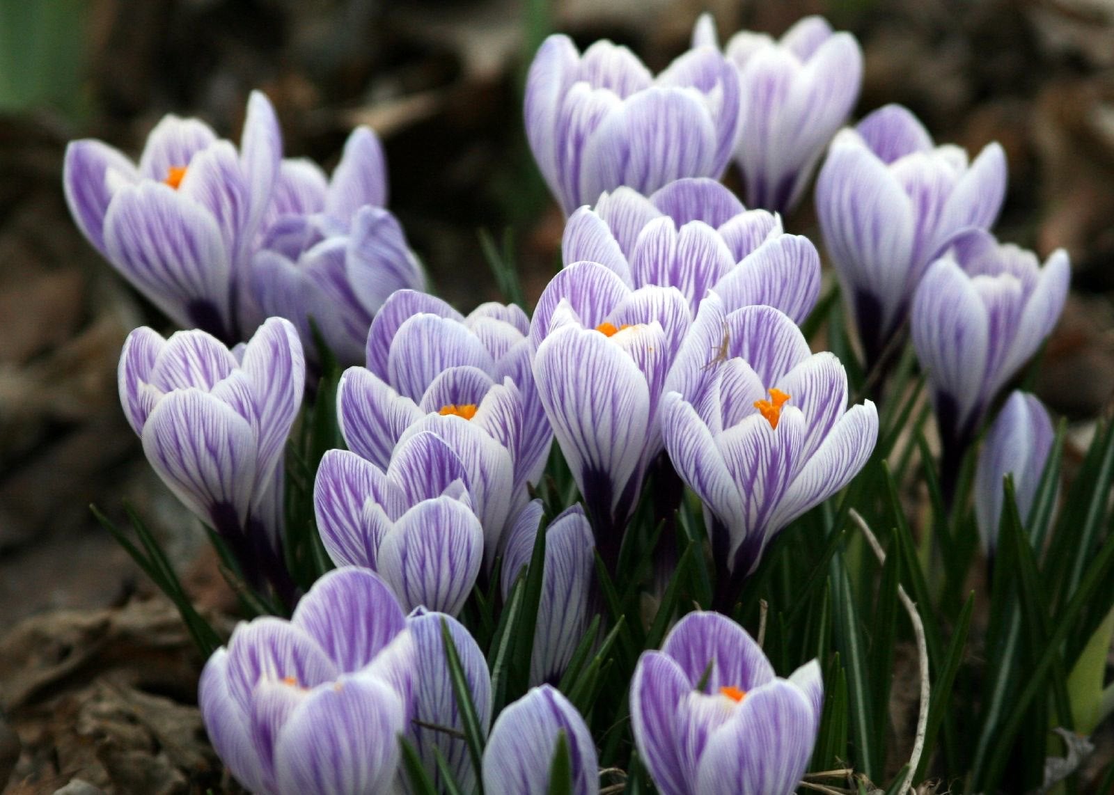 A cluster of purple flowers in bloom.