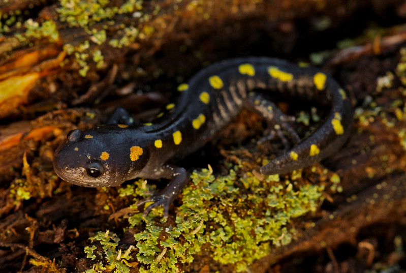 Spotted salamanders are common in Wisconsin