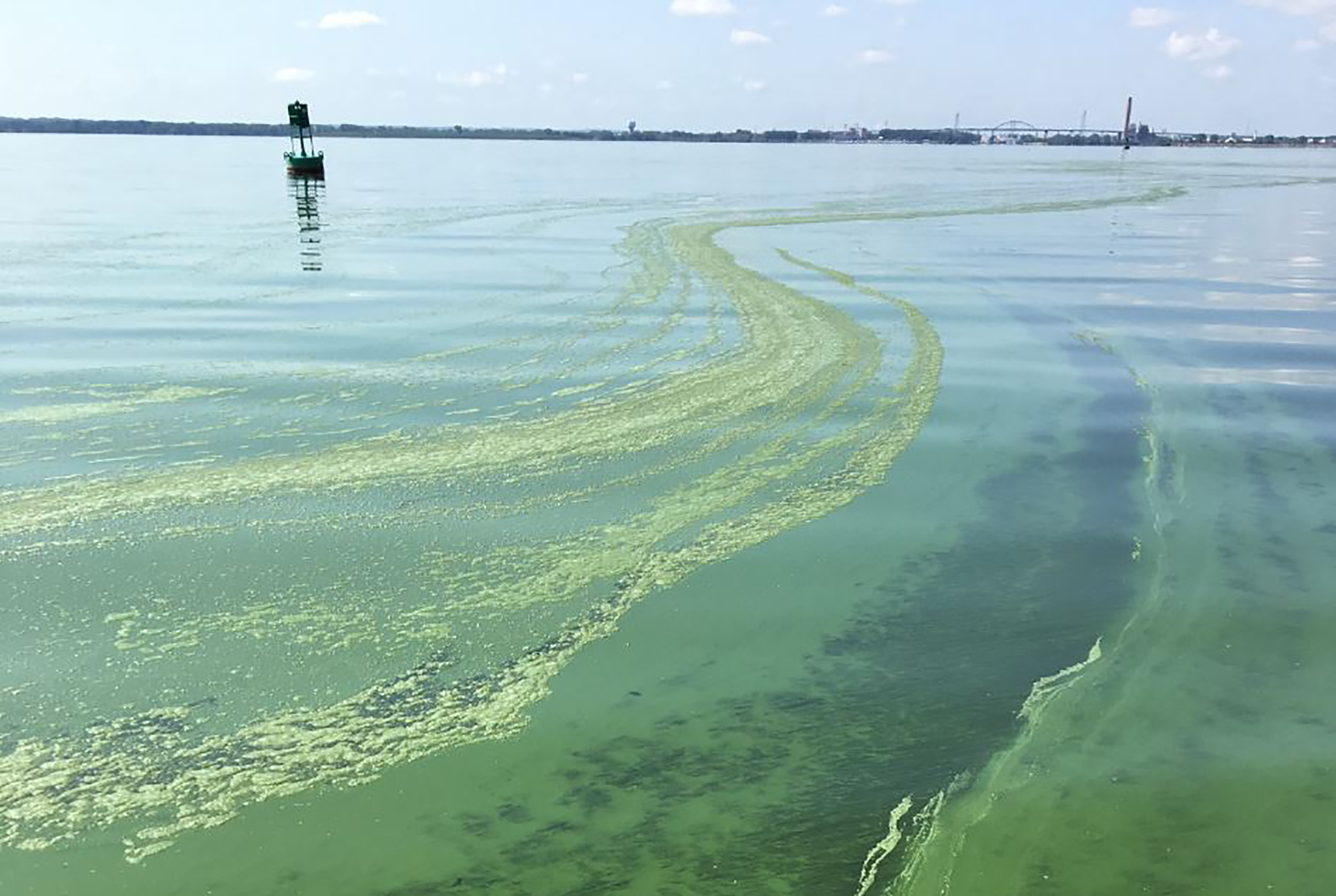 active algal bloom