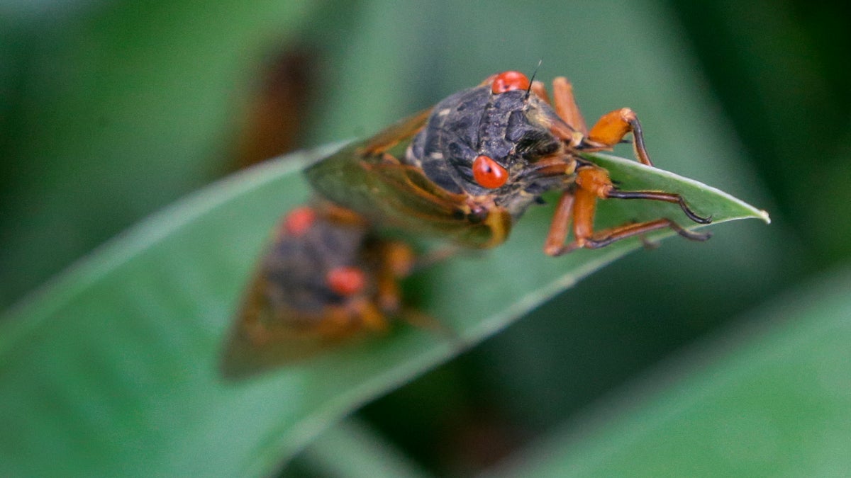 A periodical cicada lands on an Iris leaf.