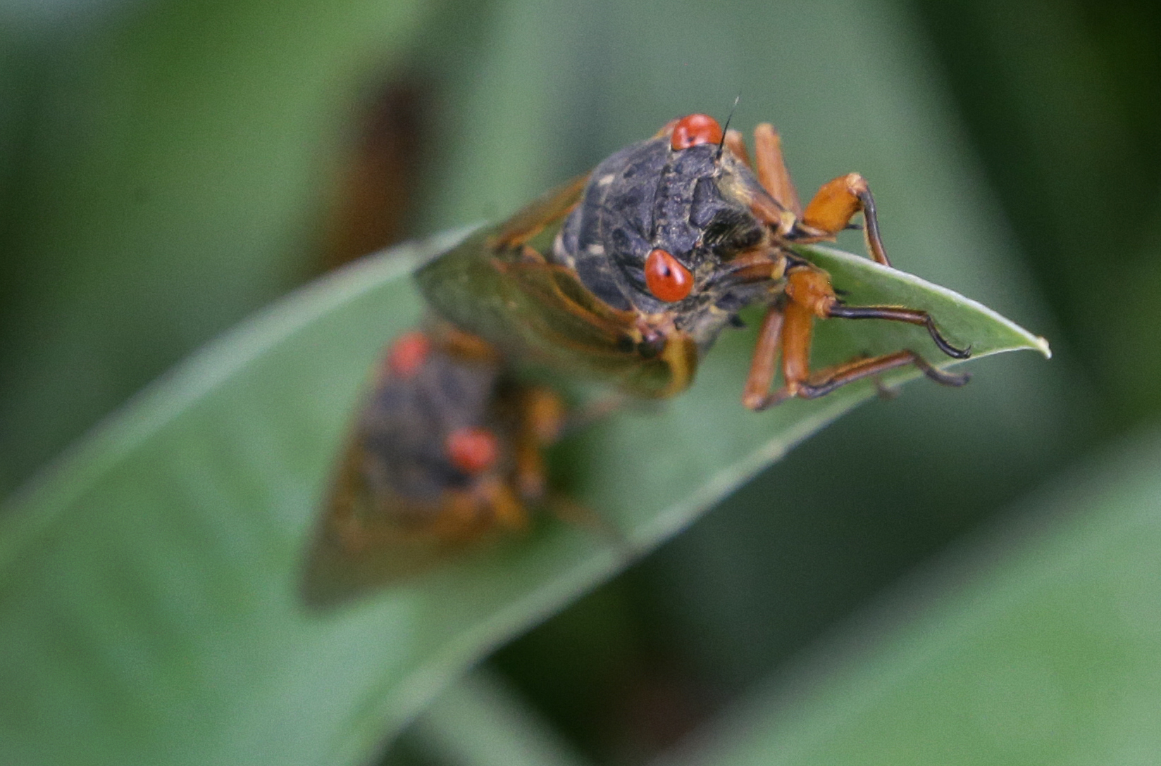 A periodical cicada lands on an Iris leaf.