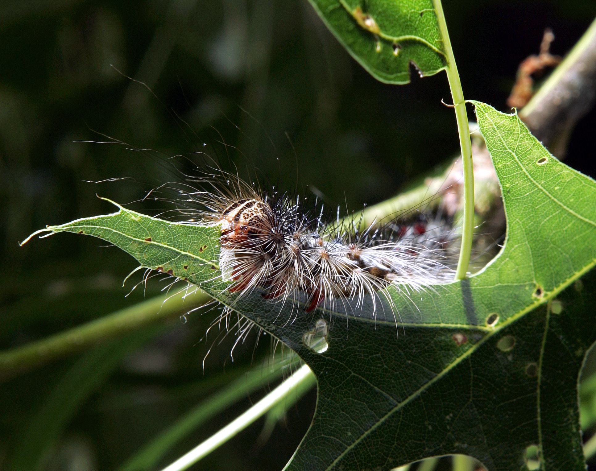 A gypsy moth caterpillar on a leaf.