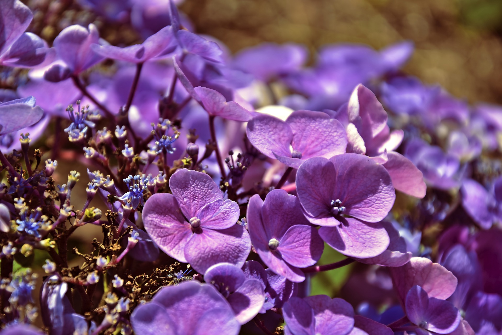 Lavender hydrangea