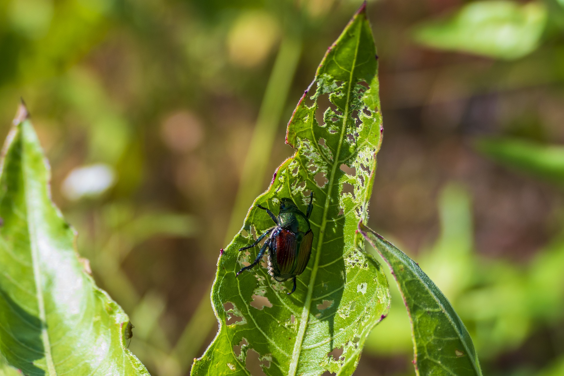 Japanese beetle on leaf.