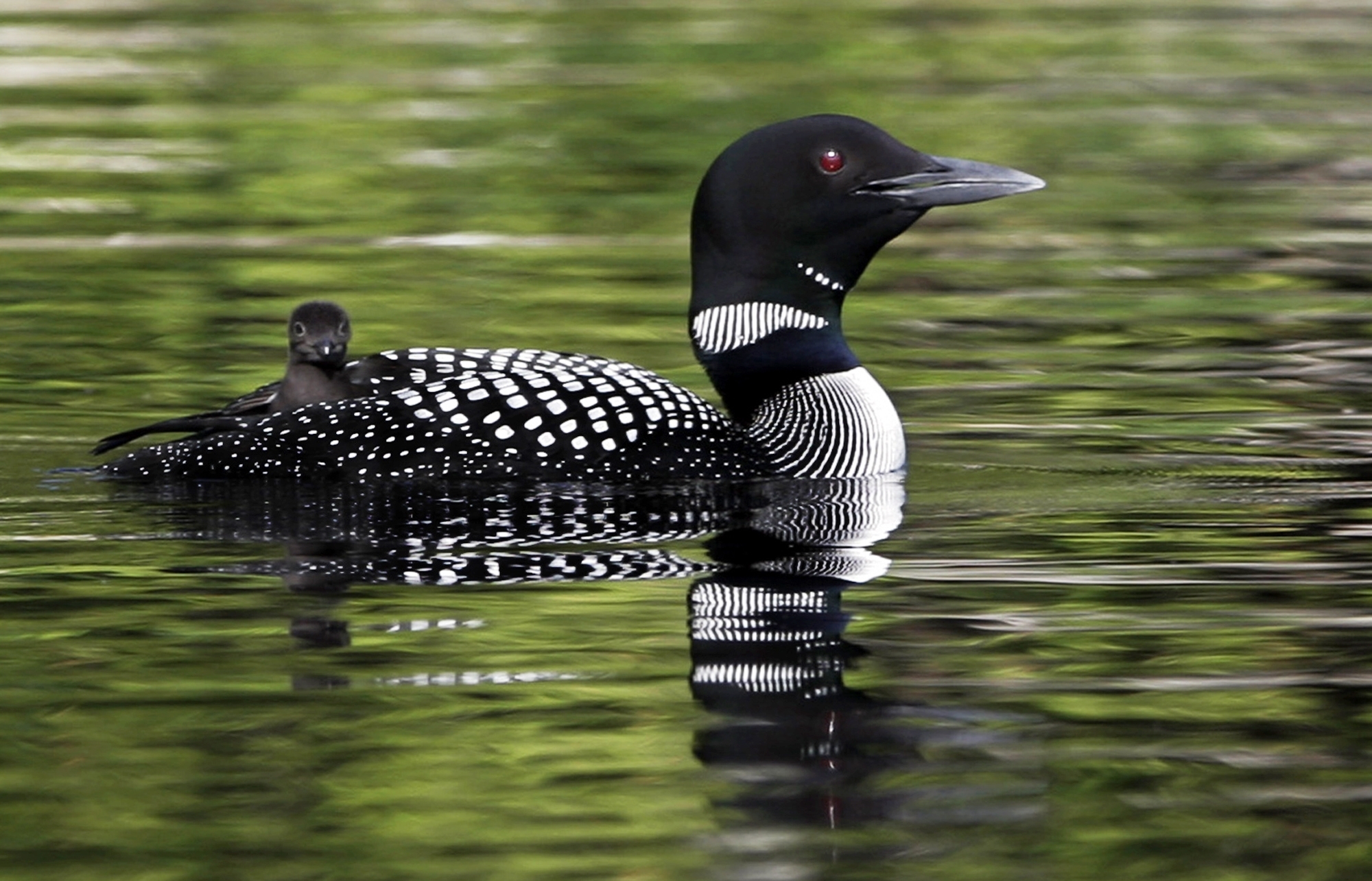 A loon and its chick swim in a lake