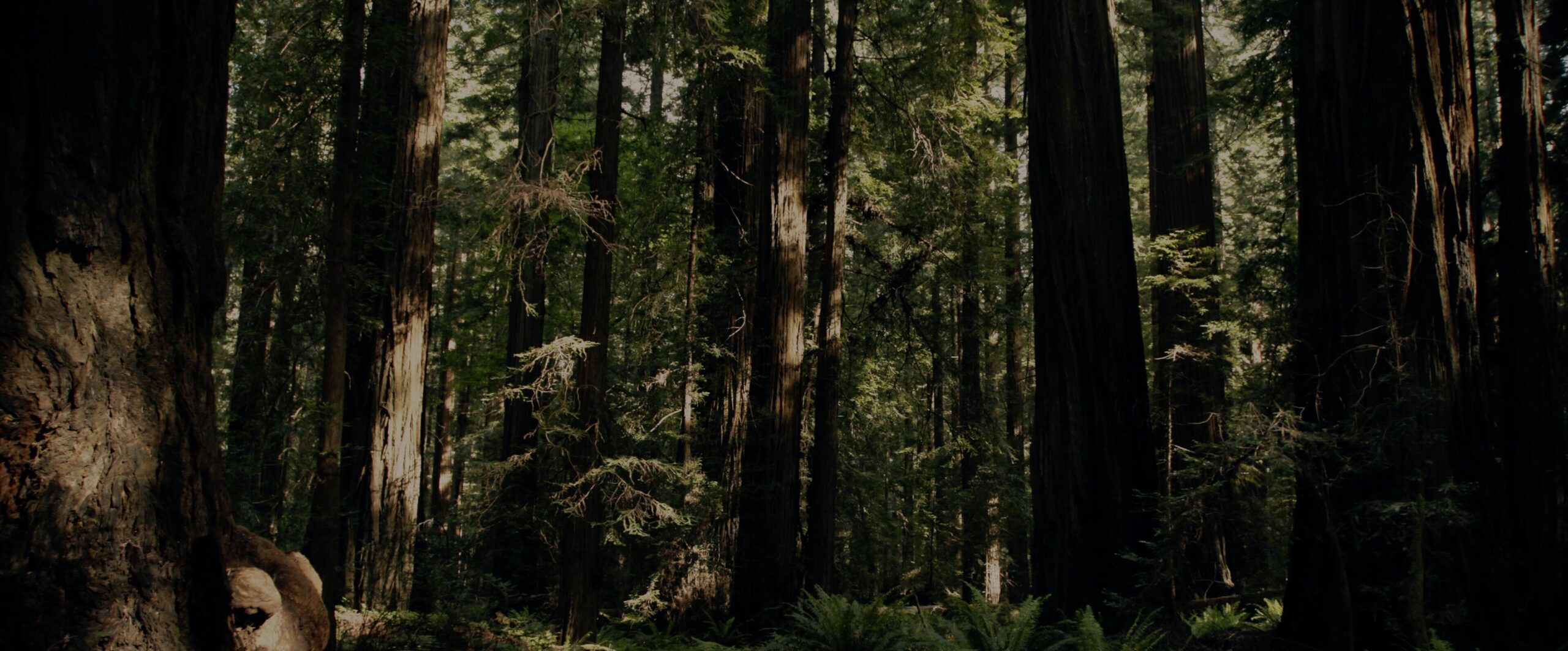 Northern California forest as seen in Hulu documentary, "Sasquatch"