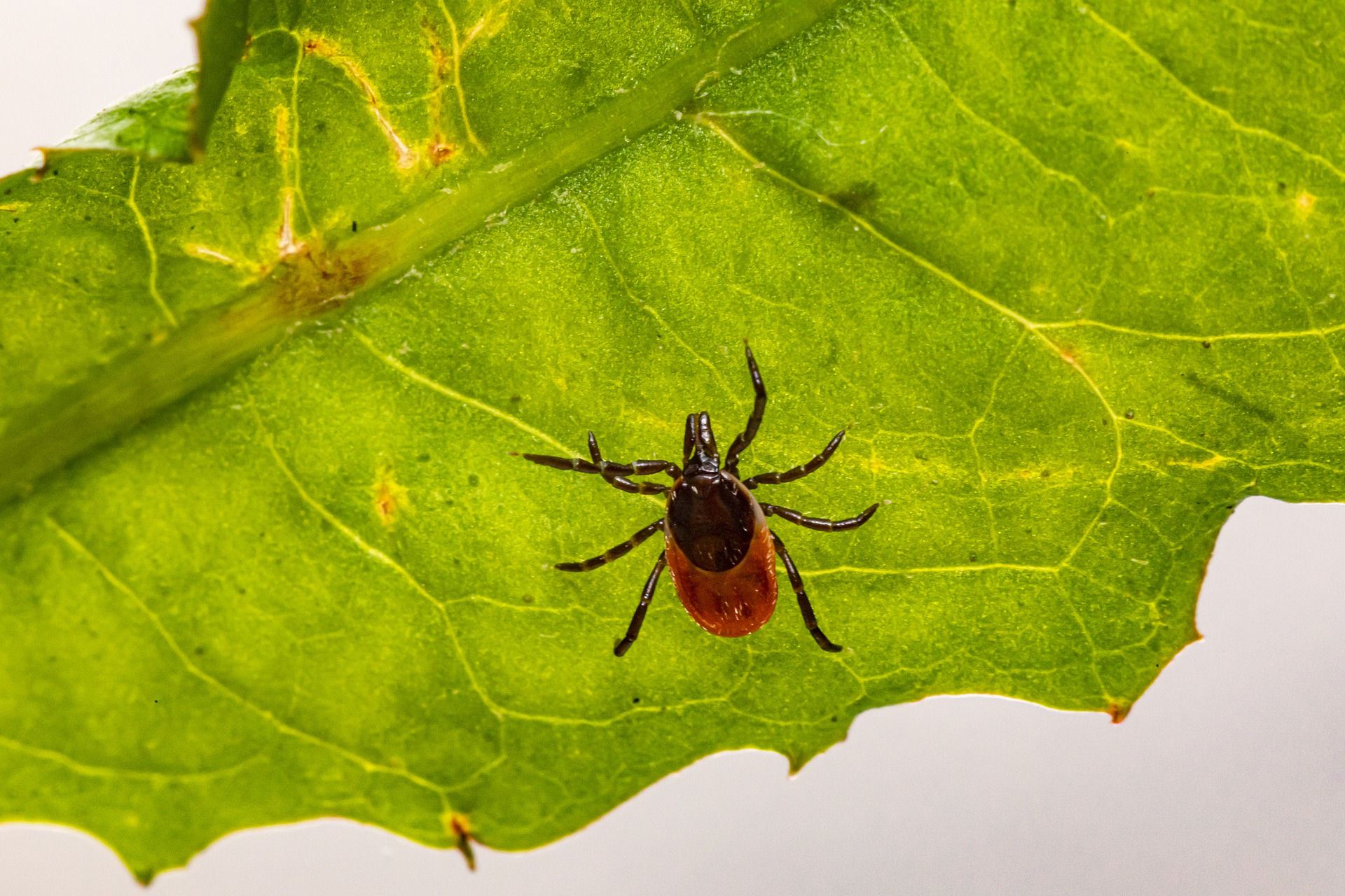 Deer tick on leaf