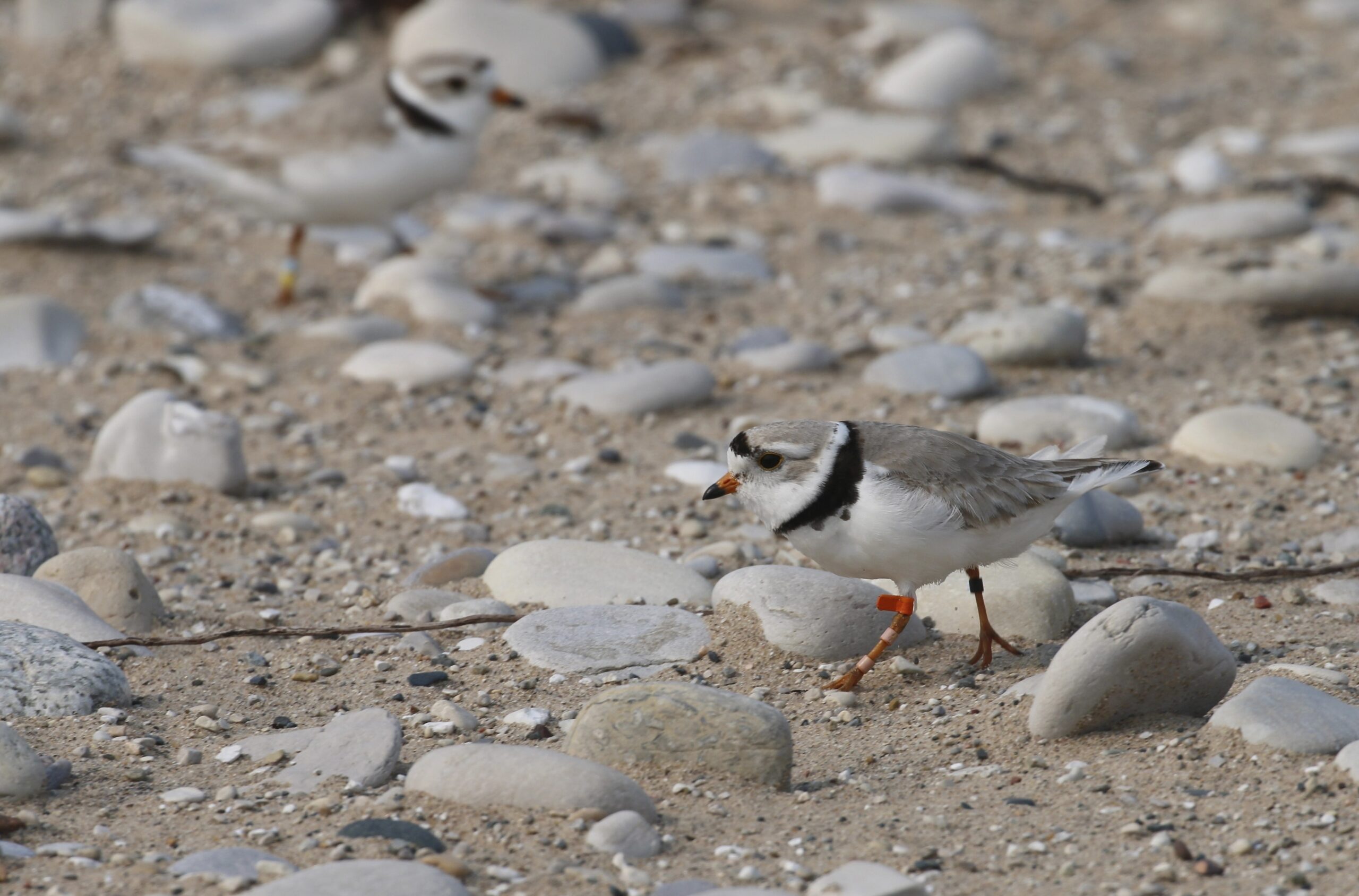 A piping plover walks on the sand in Glen Haven, Mich.