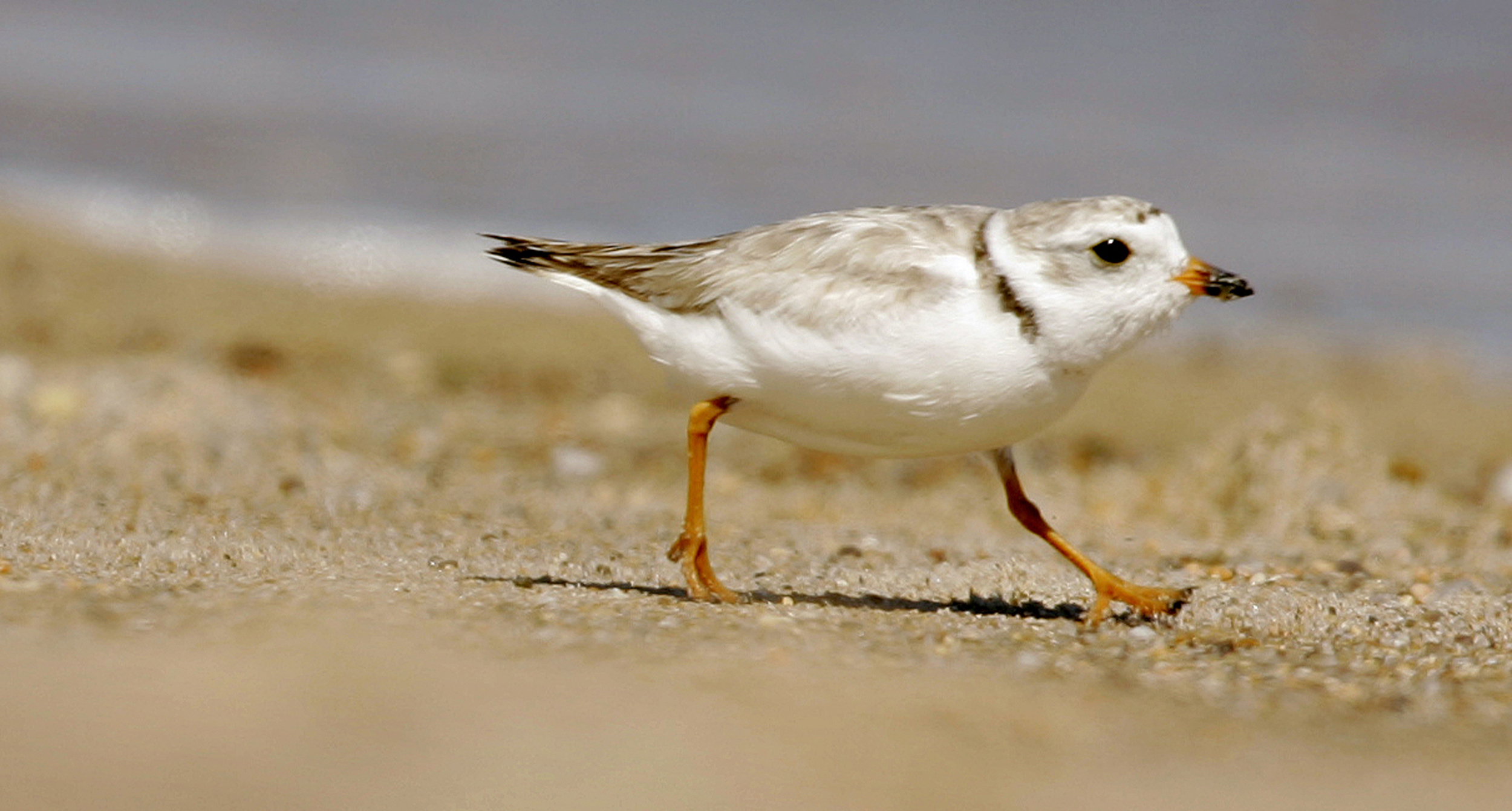 Land purchase aims to expand access to Lake Superior and protect habitat for at-risk shorebird