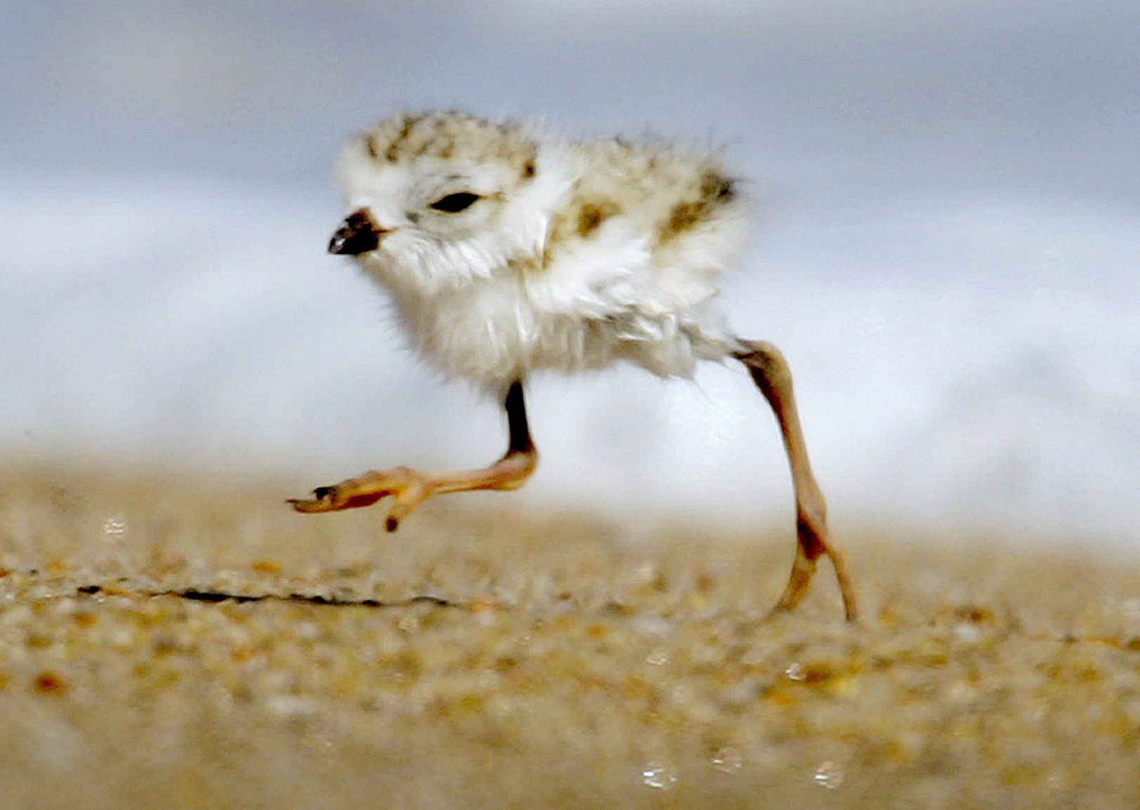 A two-day-old piping plover runs along a beach
