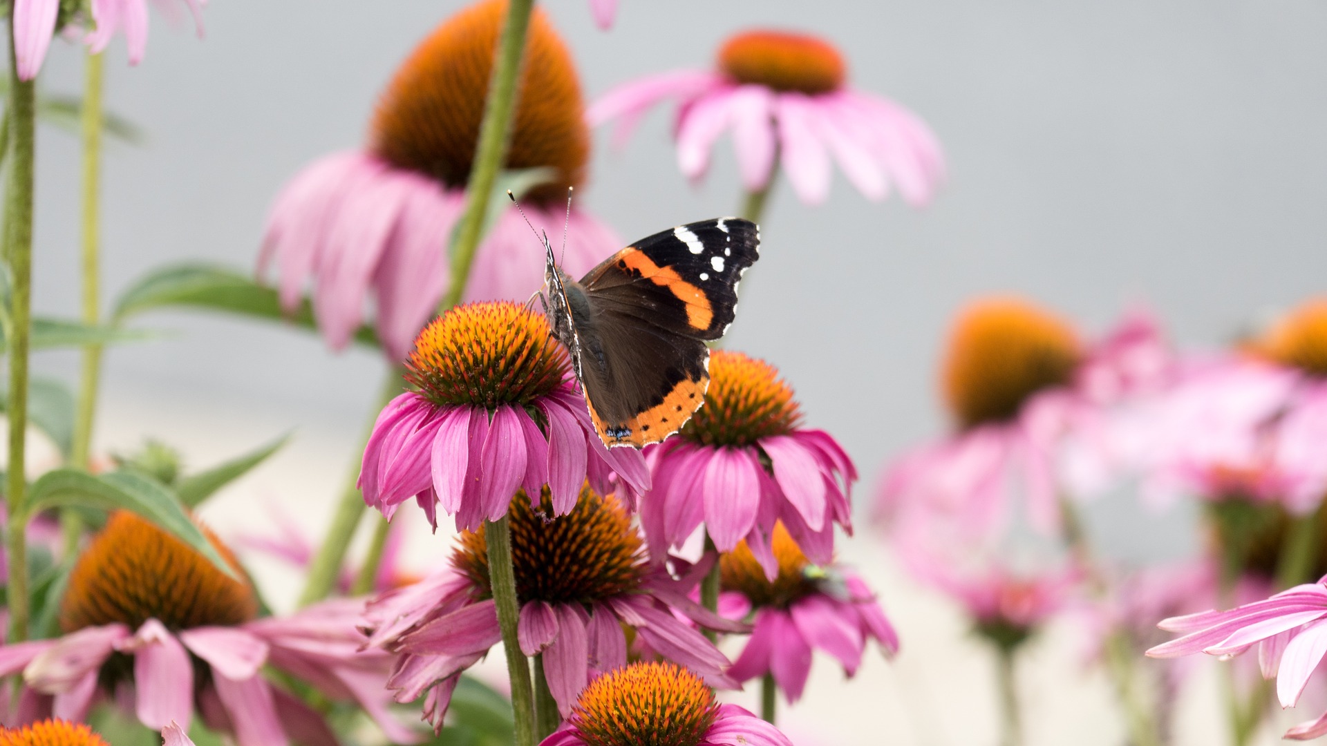 Purple coneflower with butterfly.