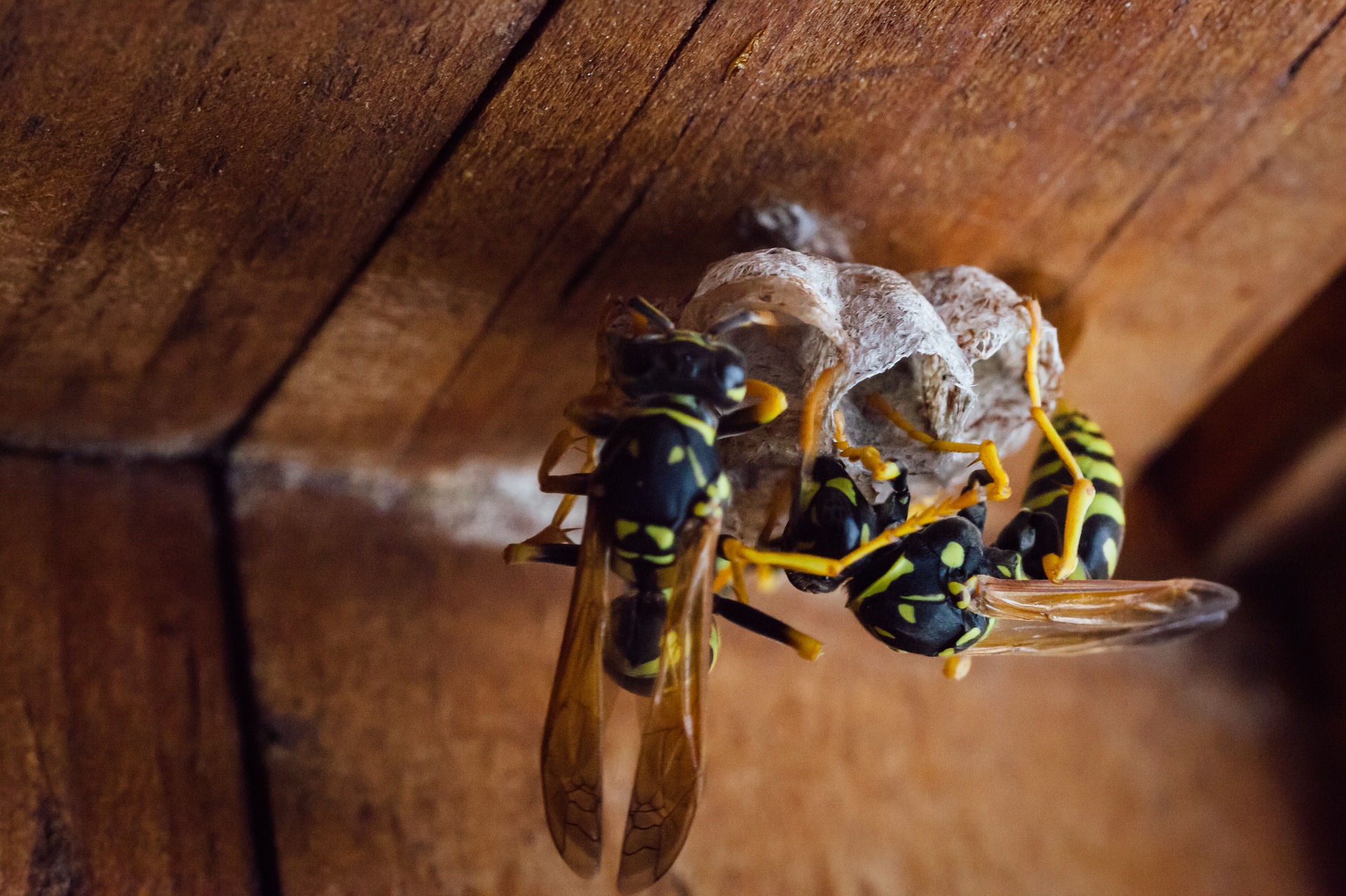 Wasps making a nest.