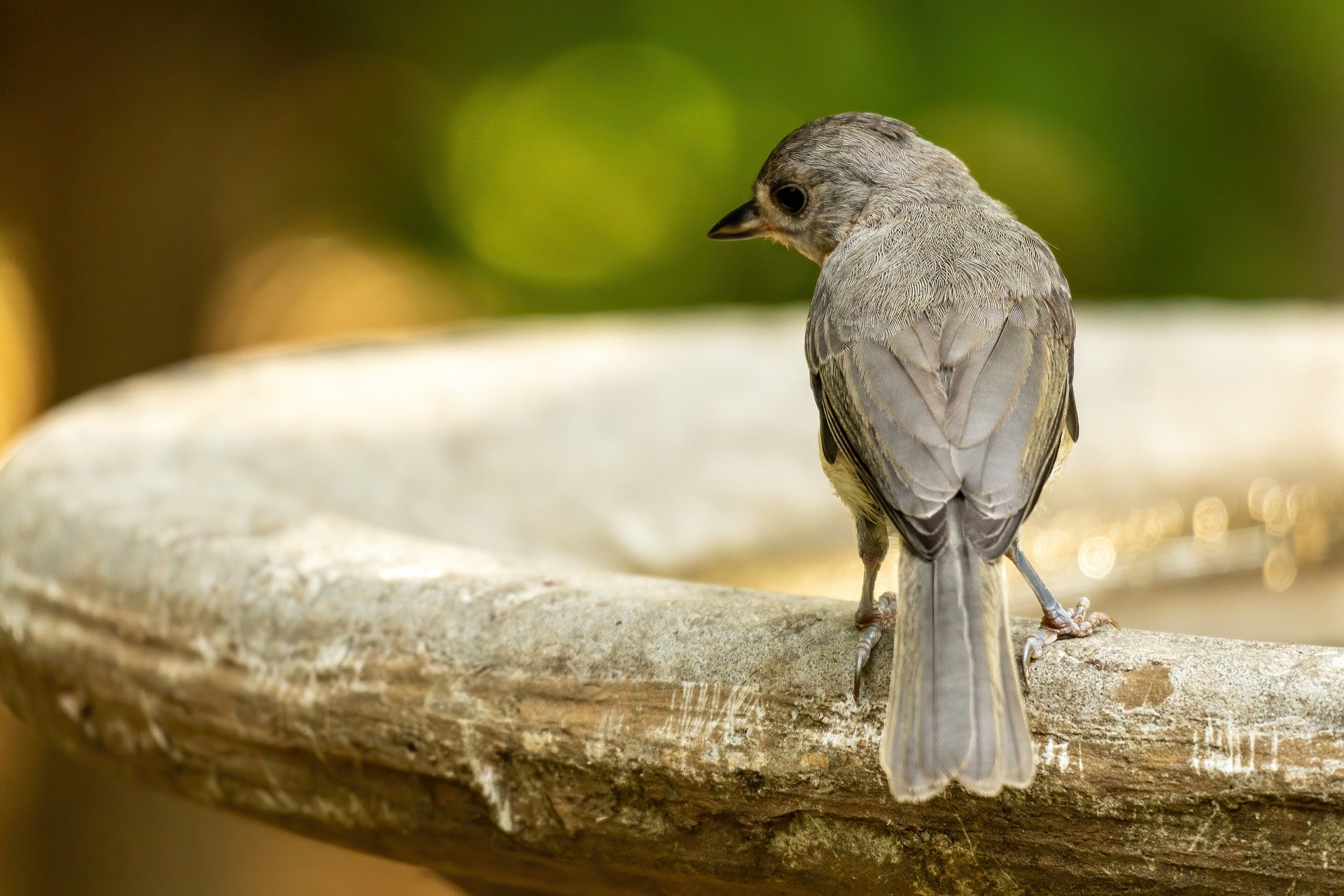 Eastern phoebe perched on bird bath.
