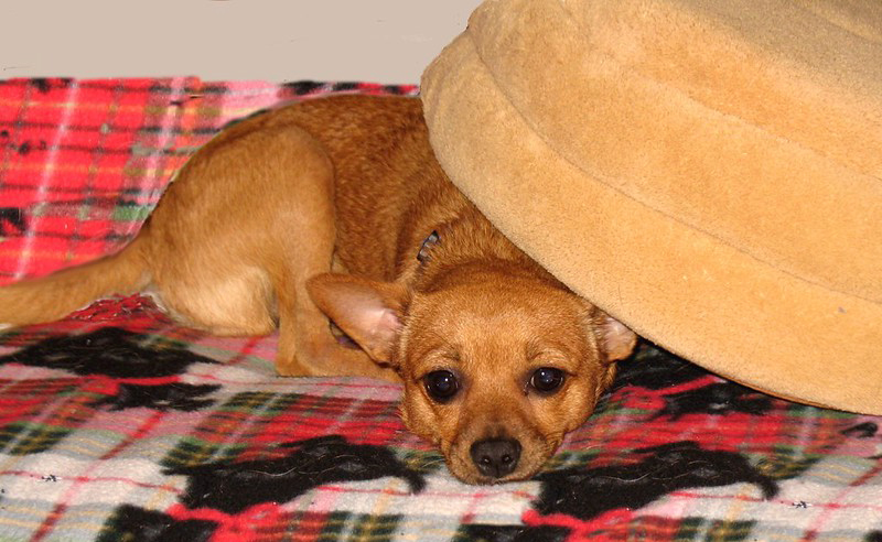 A dog hides underneath a pillow