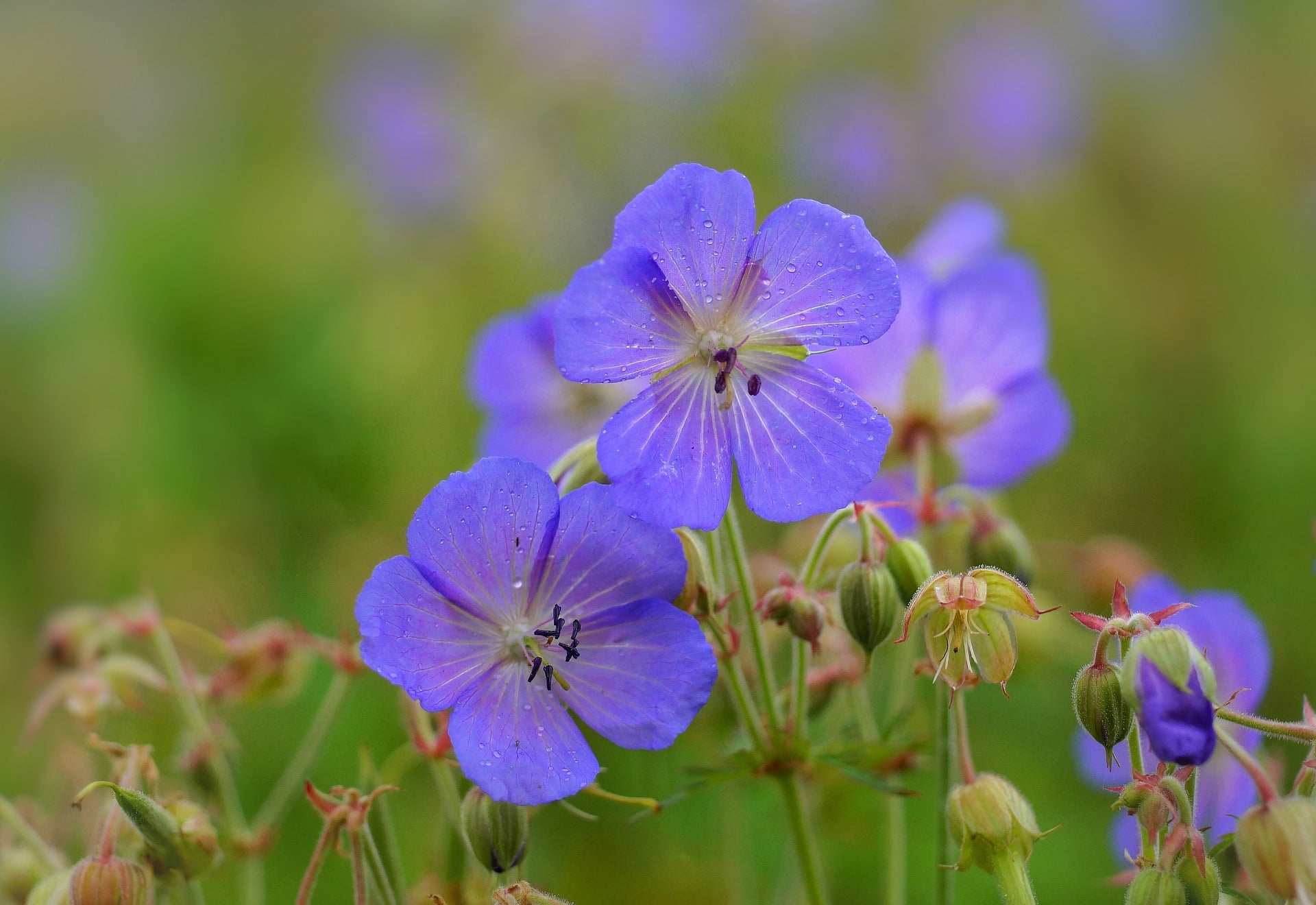 Cranesbill or wild geranium