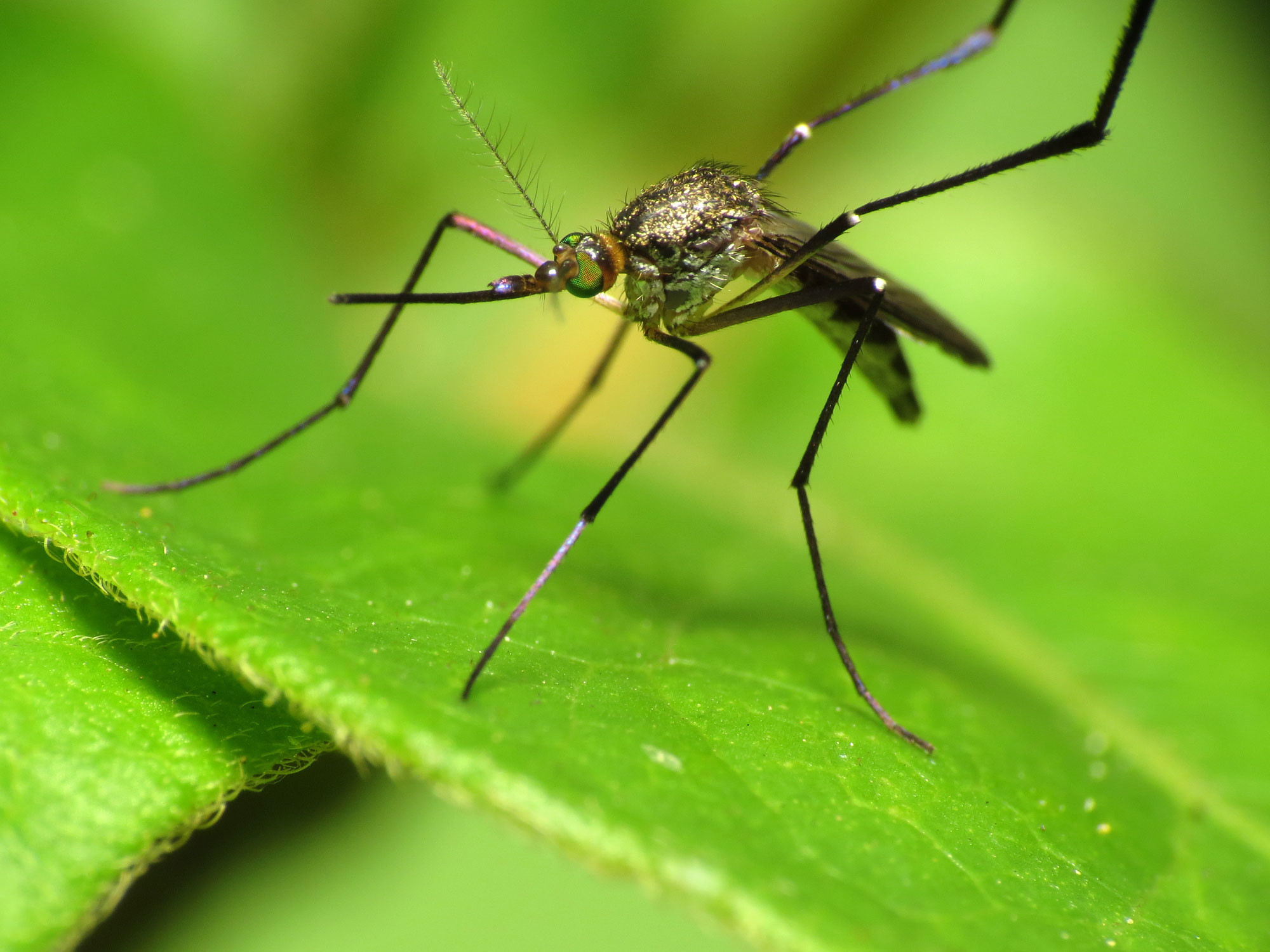 Cicadas, Black Flies, Mosquitos And More: Wisconsin’s Summer Bug Forecast