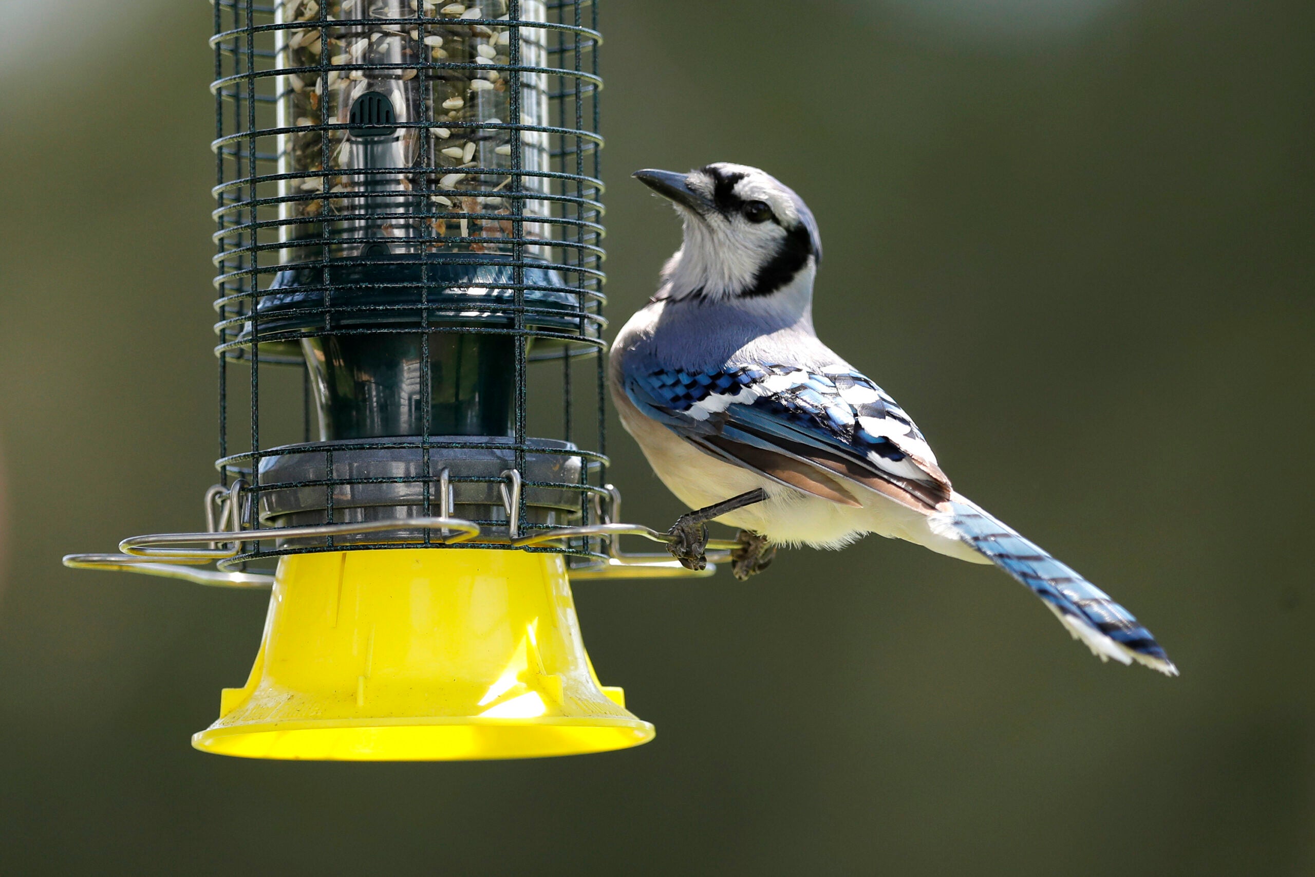 Wildlife Wednesday Now is the time to feed birds WPR