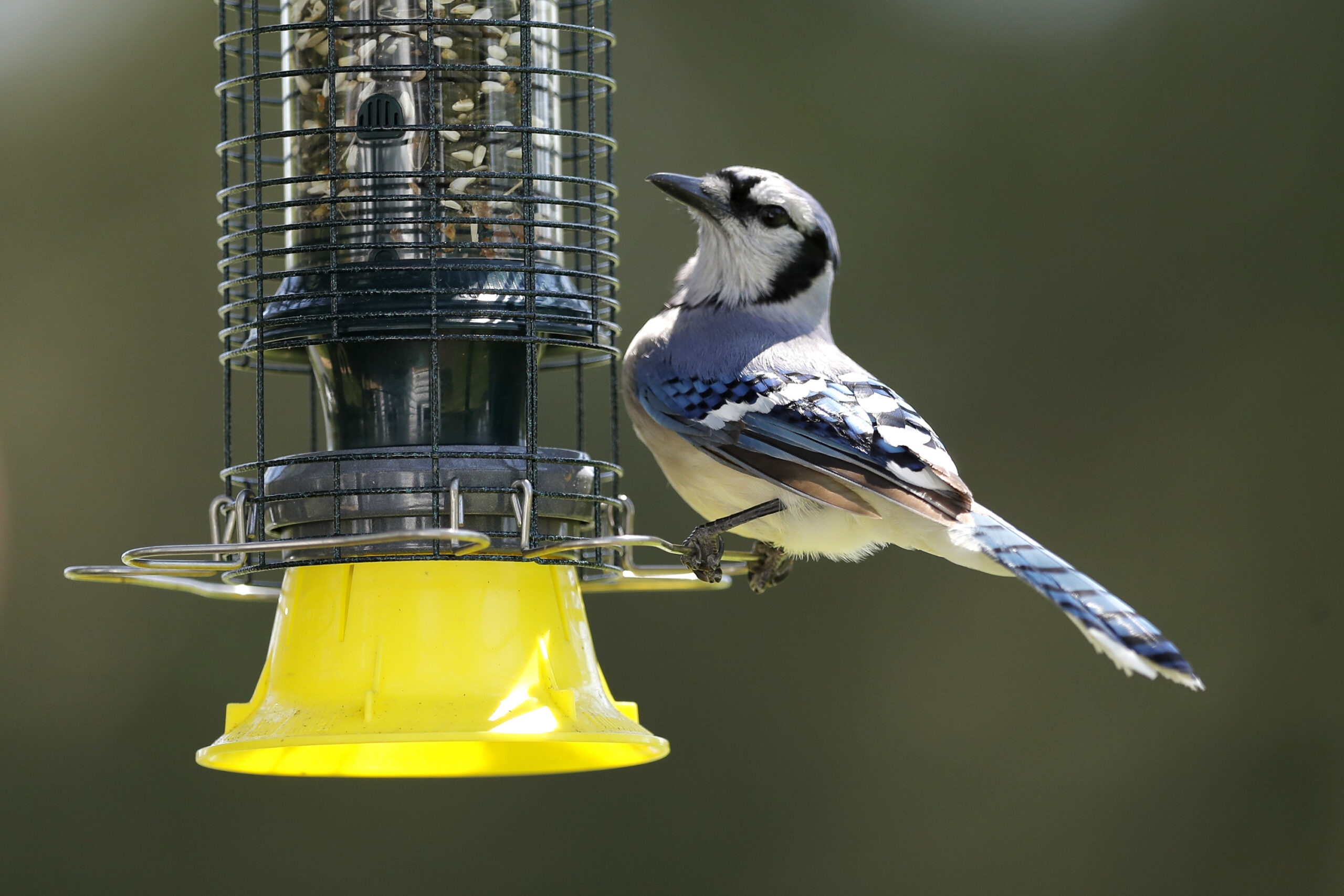 A blue jay is seen on a feeder