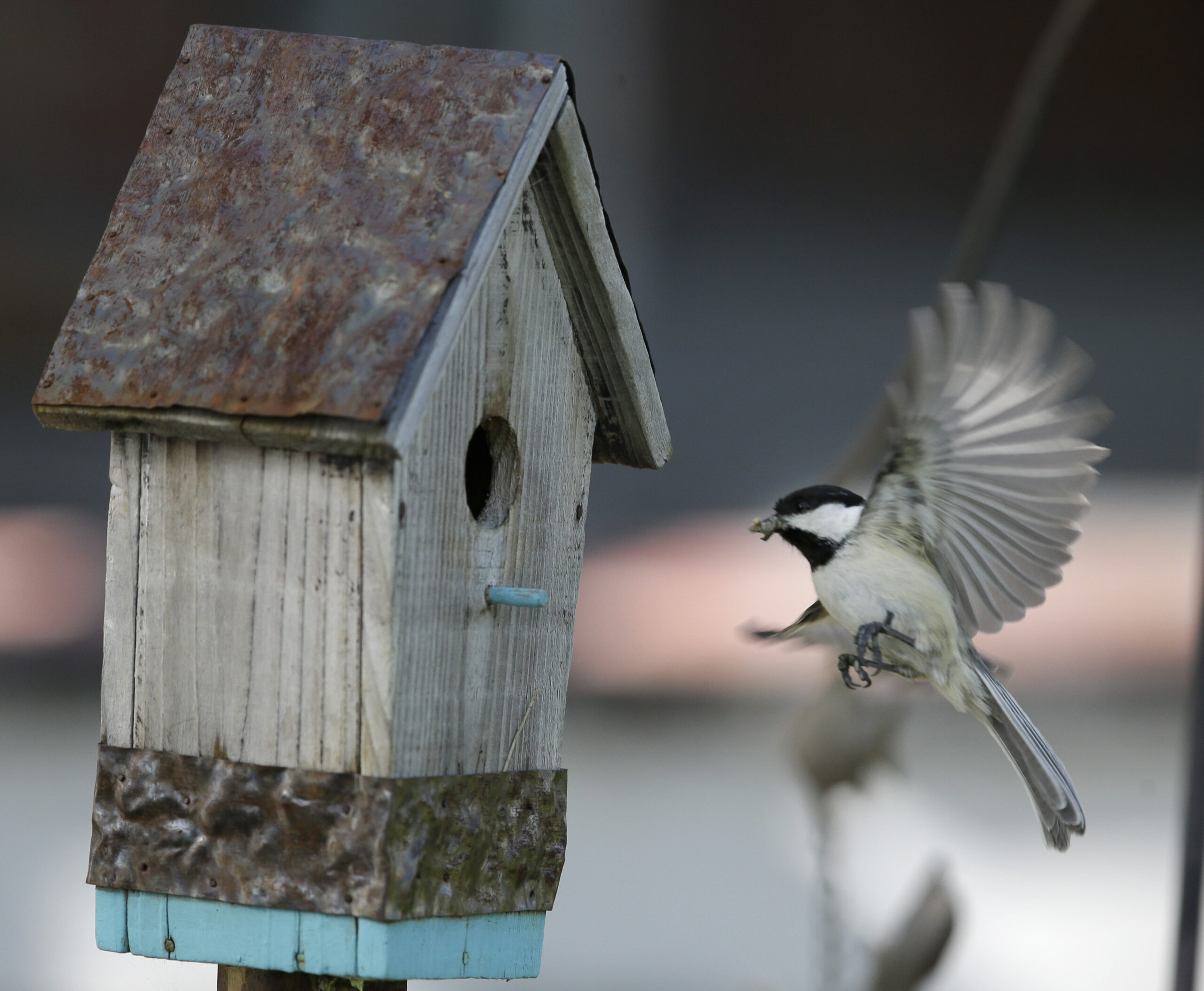 A Black-capped Chickadee brings home food